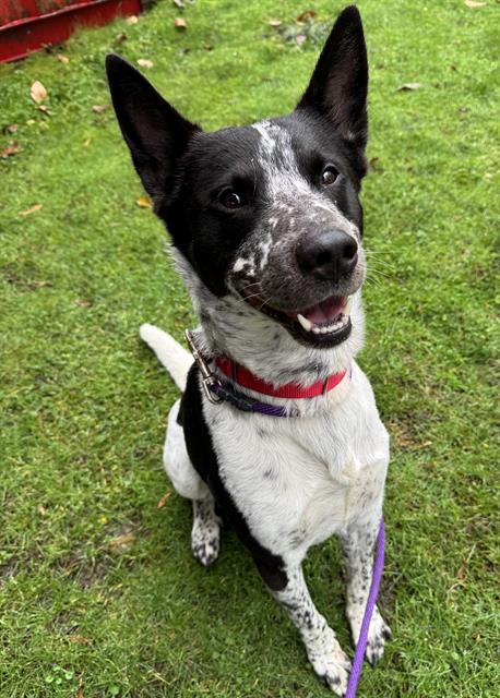 PETER, Adoptable, Adult Male Australian Cattle Dog / Blue Heeler & Mixed Breed.