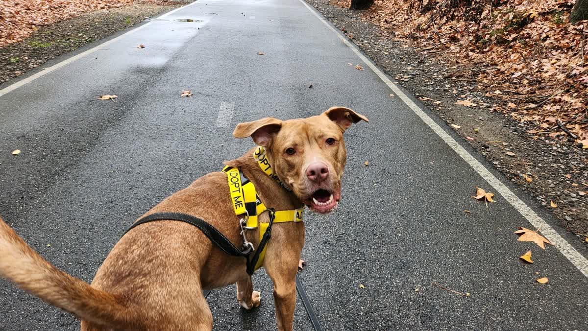 Luther, a Adoptable Mixed Breed in North Augusta, SC image 2/6