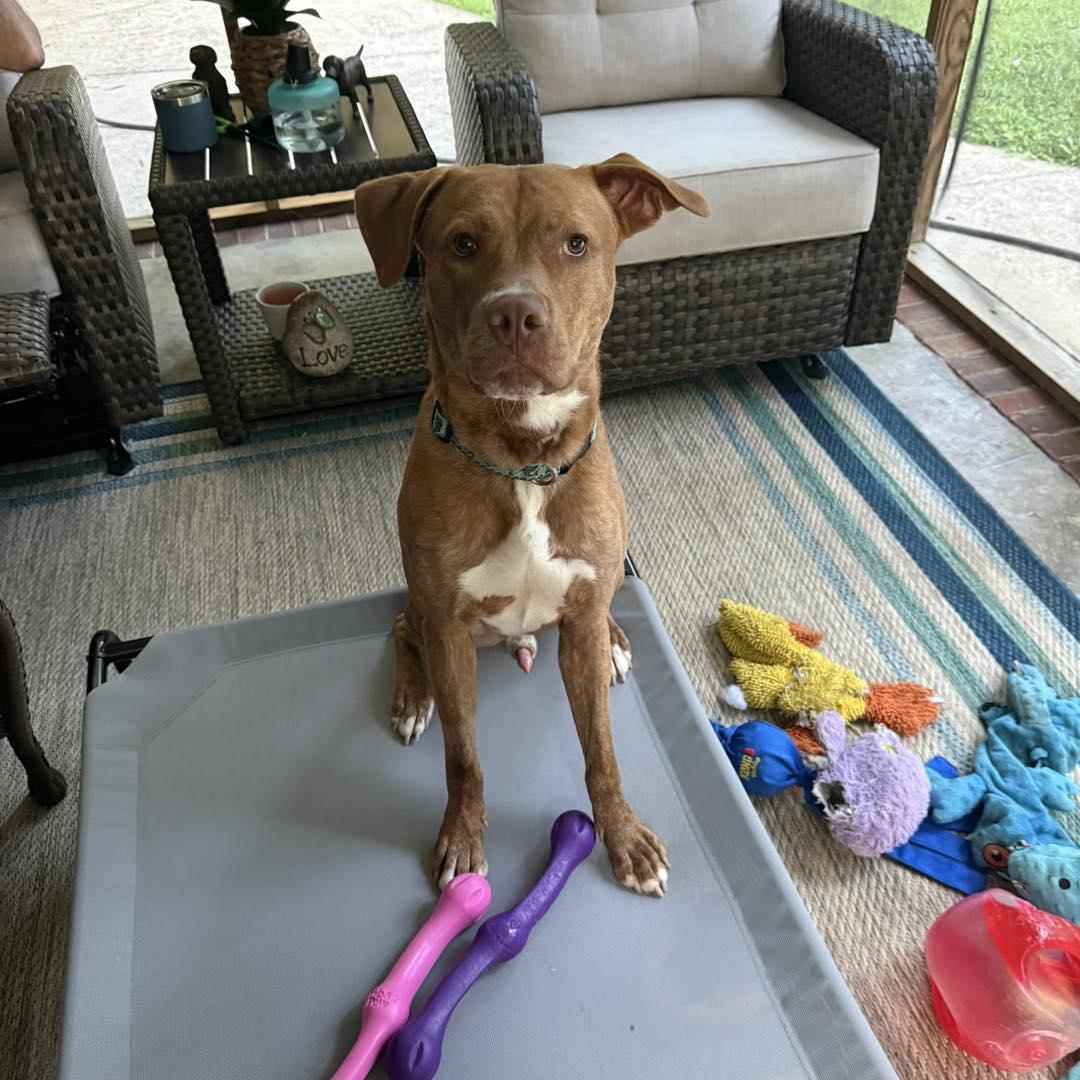 Luther, a Adoptable Mixed Breed in North Augusta, SC image 5/6