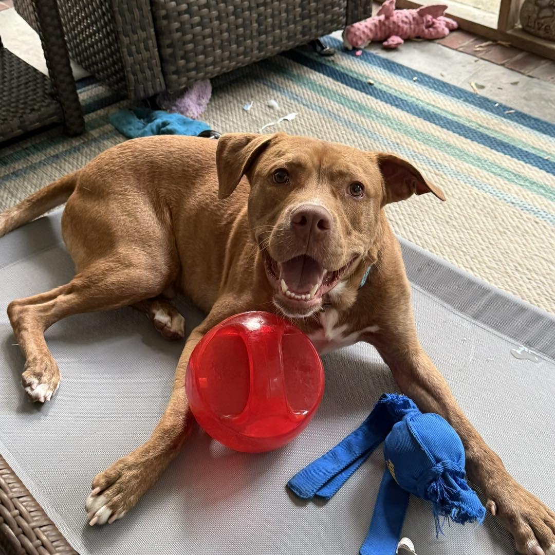 Luther, a Adoptable Mixed Breed in North Augusta, SC image 6/6
