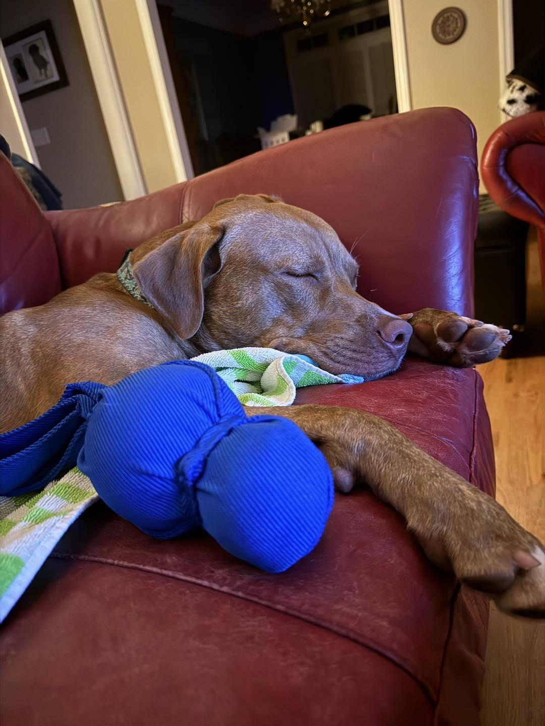 Luther, Adoptable, Young Male Mixed Breed.