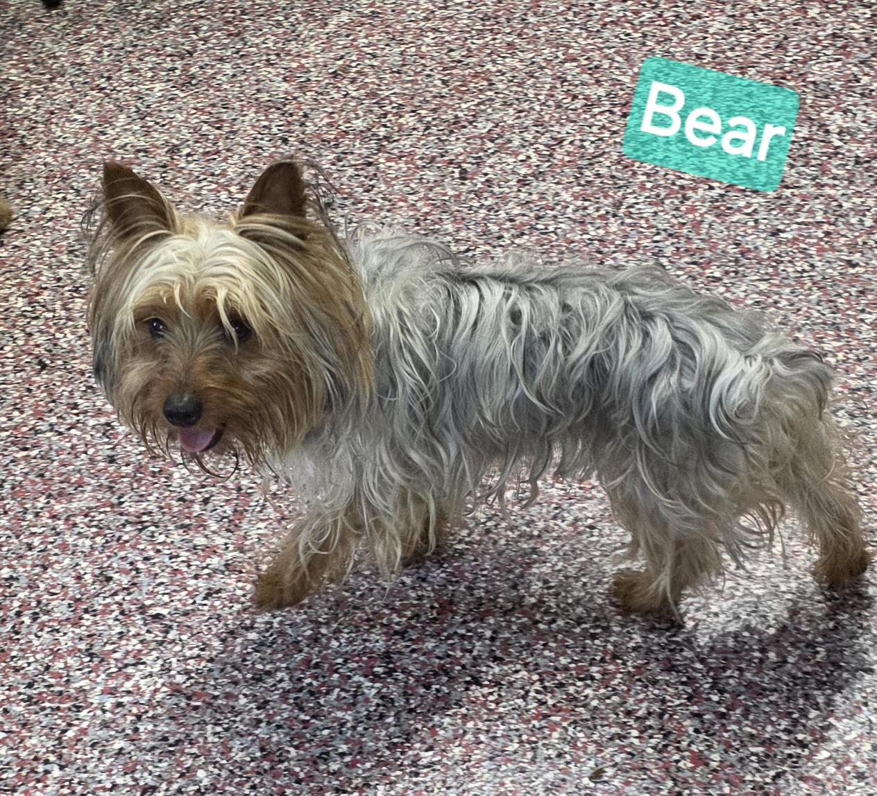Bear, adopted, Young Male Yorkshire Terrier.
