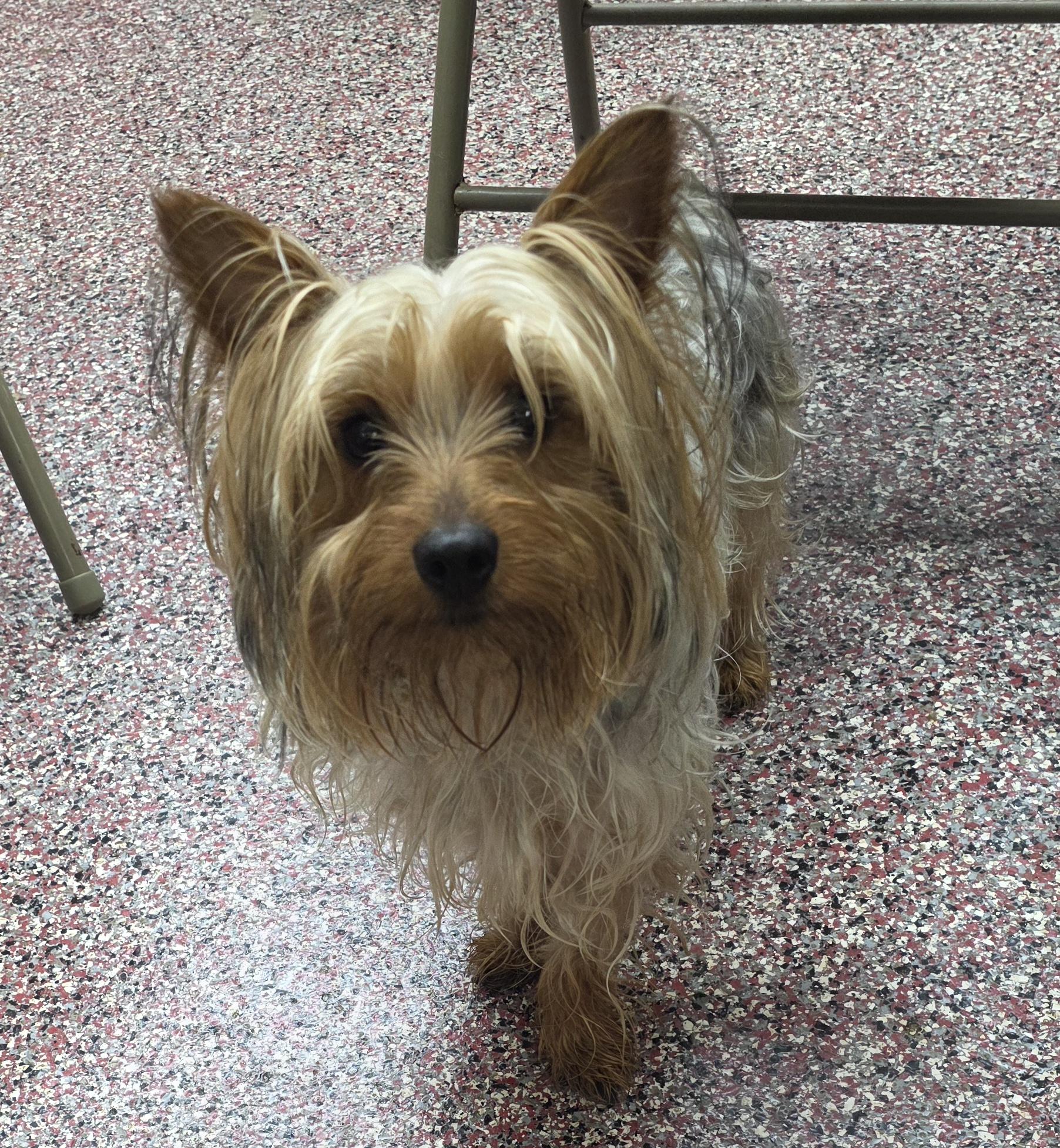 Enlarge Bear, an adopted Yorkshire Terrier in Wheelersburg, OH image 2/2