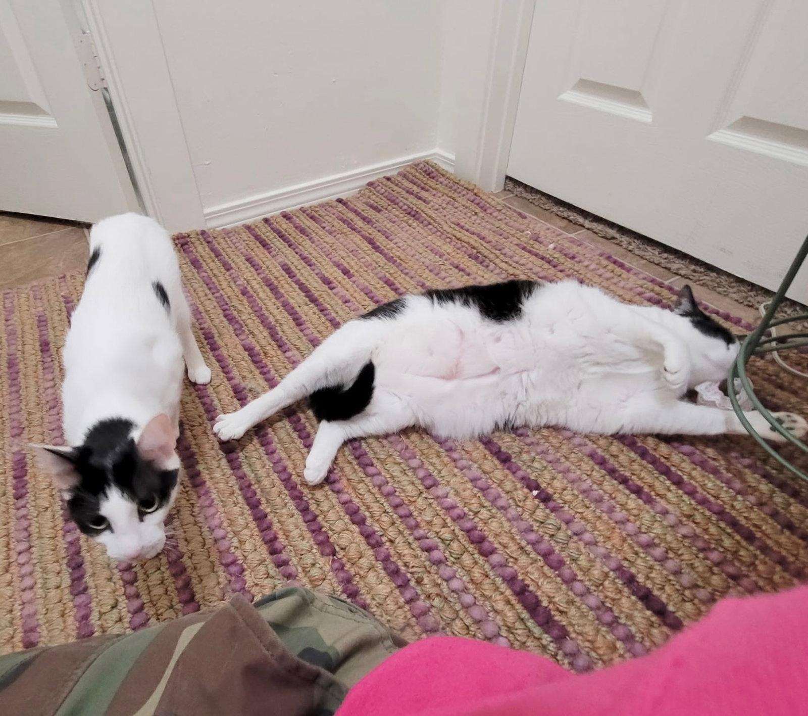 DOLMA & GRAPE LEAF - Offered by Owner - Sisters -, Adoptable, Adult Female Domestic Short Hair.