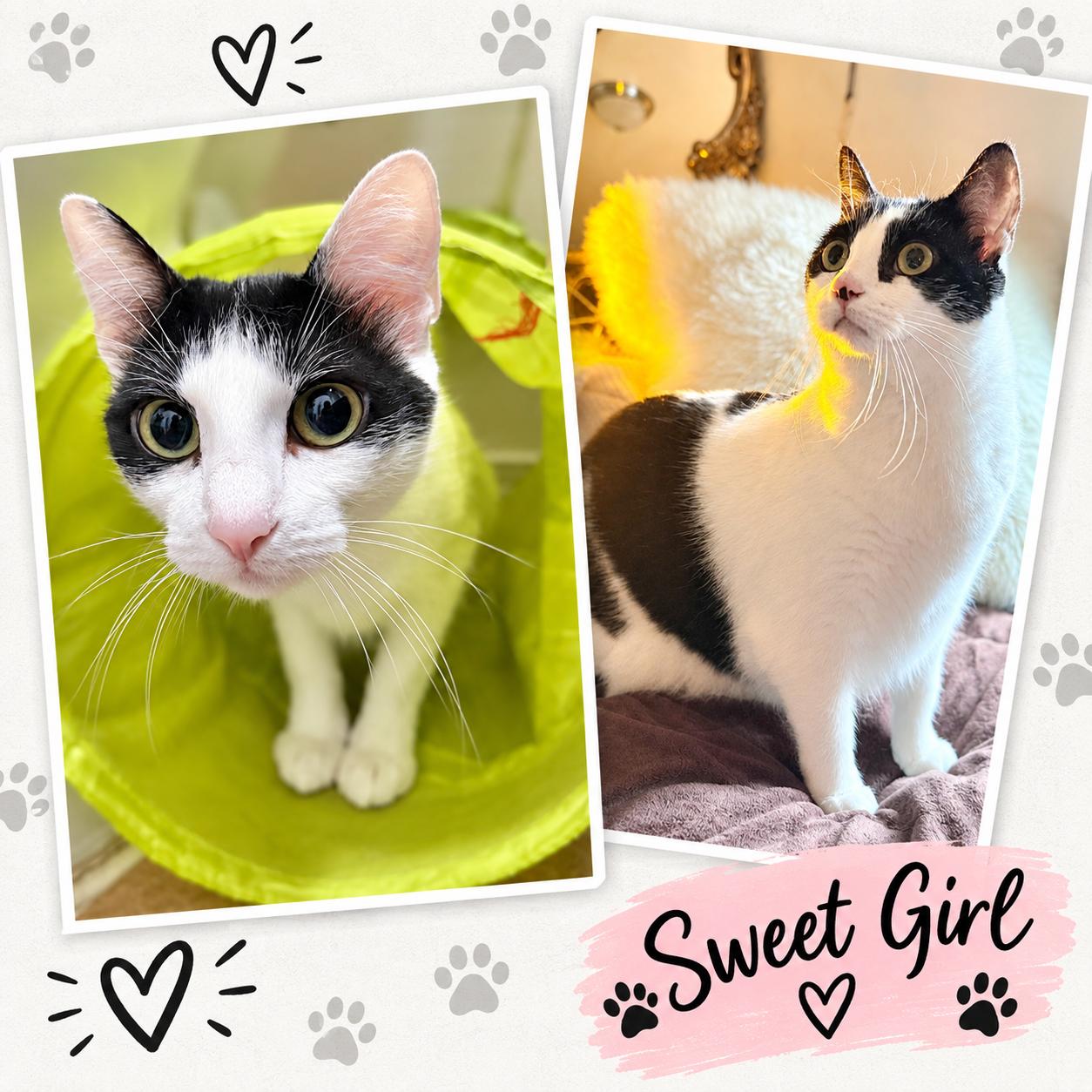 Enlarge DOLMA & GRAPE LEAF - Offered by Owner - Sisters -, a Adoptable Domestic Short Hair in Hillsboro, OR image 2/3