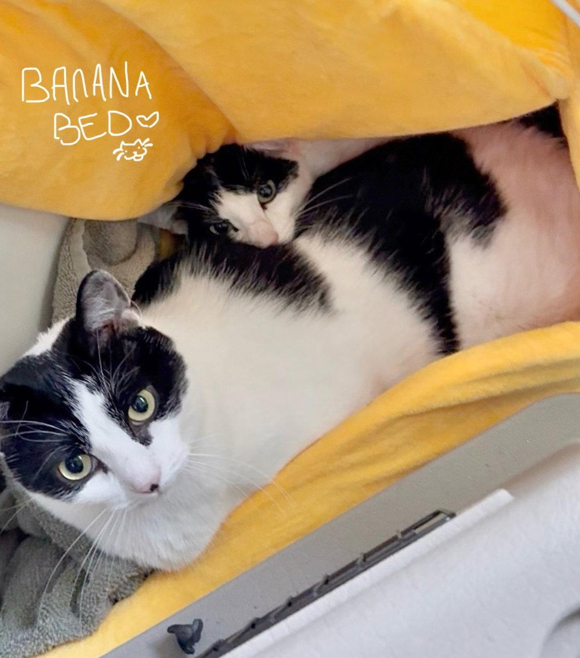 Enlarge DOLMA & GRAPE LEAF - Offered by Owner - Sisters -, a Adoptable Domestic Short Hair in Hillsboro, OR image 3/3