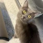 Grey, Adoptable, Adult Female Domestic Medium Hair.