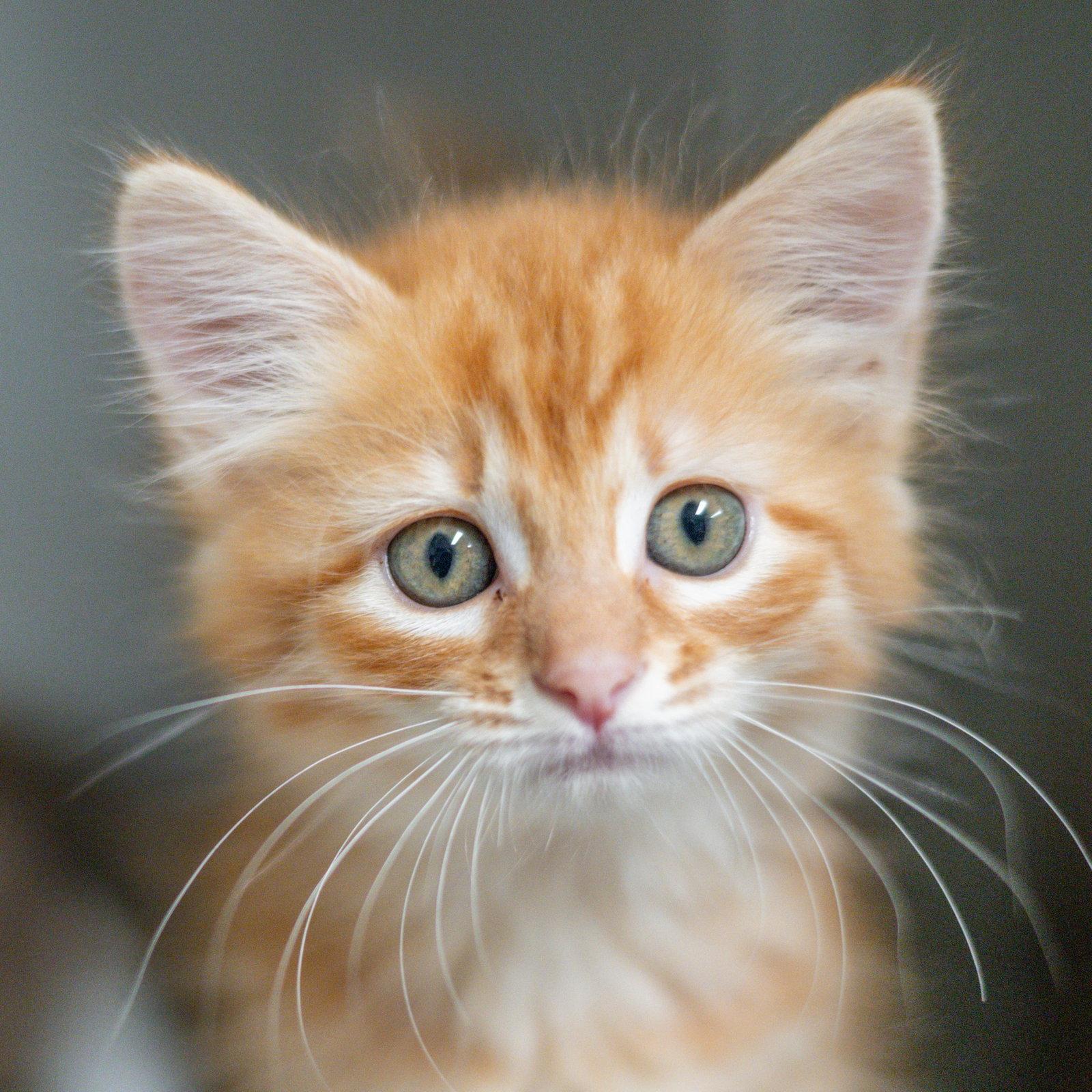 Enlarge Panini, a Adopted Domestic Medium Hair in Hilton Head Island, SC image 1/1
