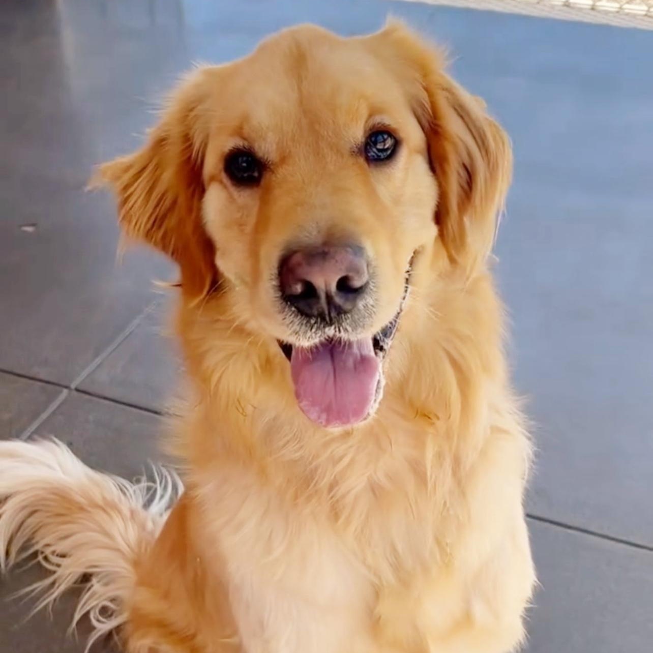 Canelo Golden Retriever Dog