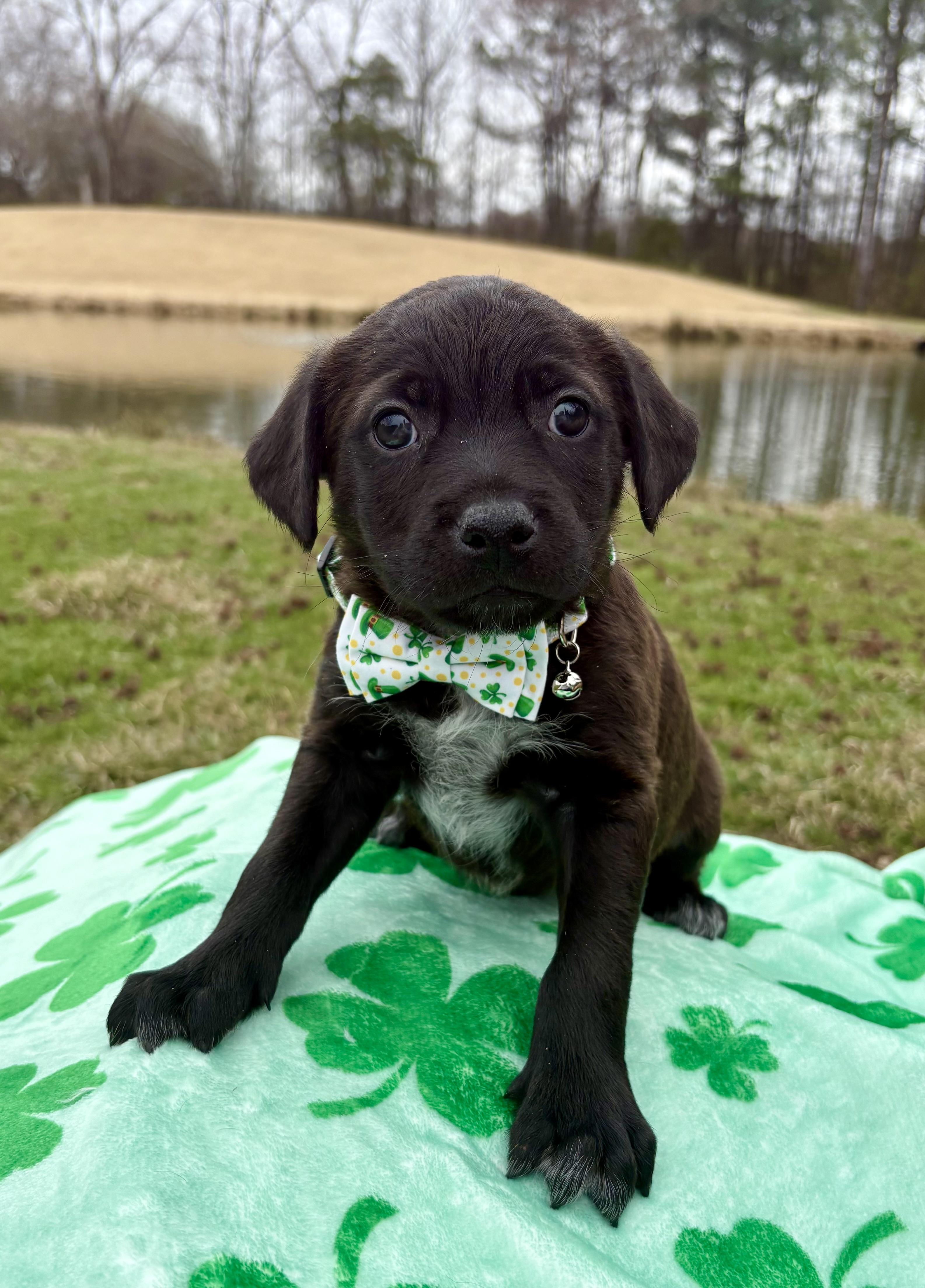 Enlarge Carter, a ADOPTABLE mixed breed in Pittsboro, NC image 4/4