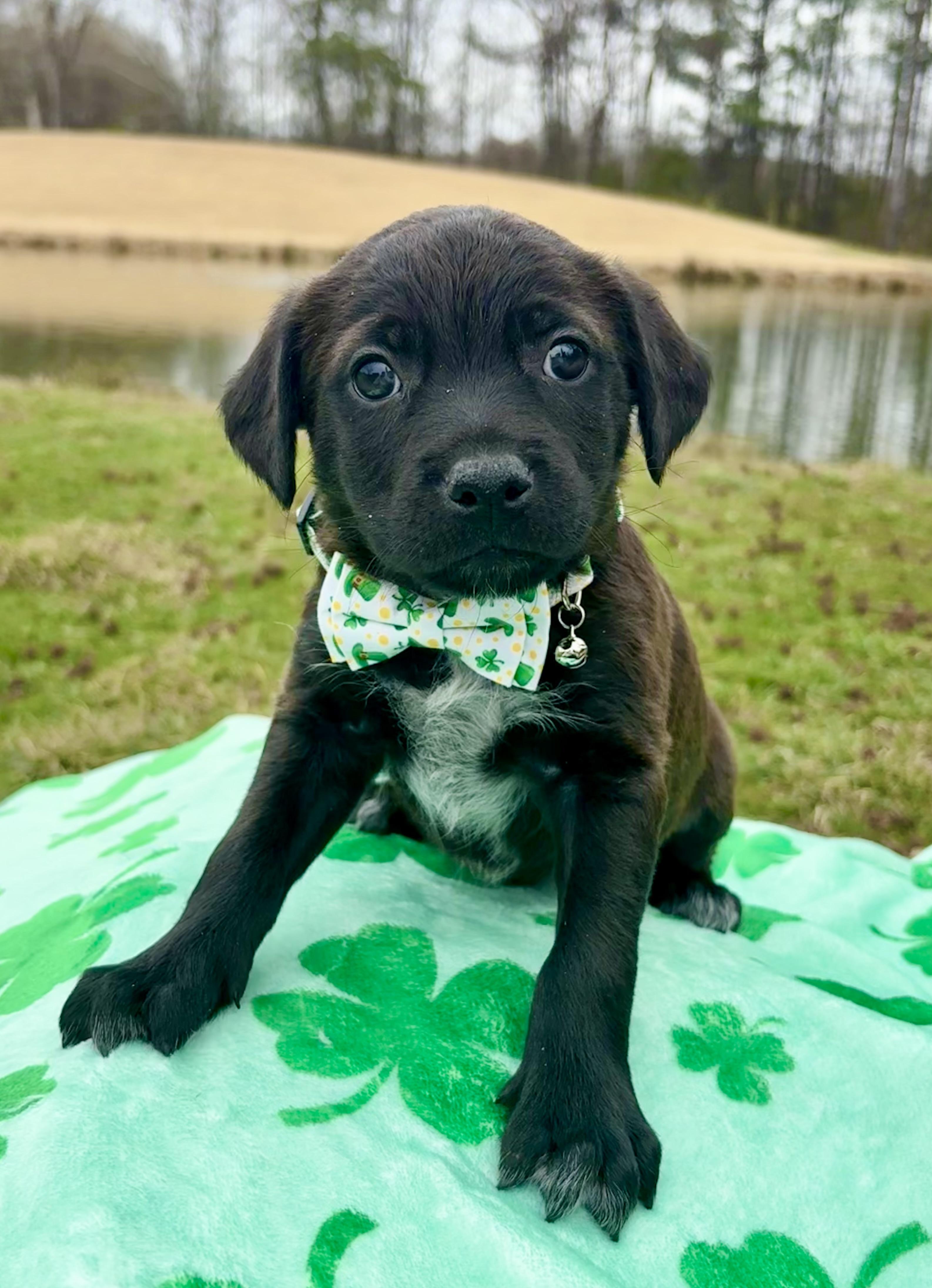 Carter, ADOPTABLE, Puppy Male Beagle & Australian Cattle Dog / Blue Heeler.
