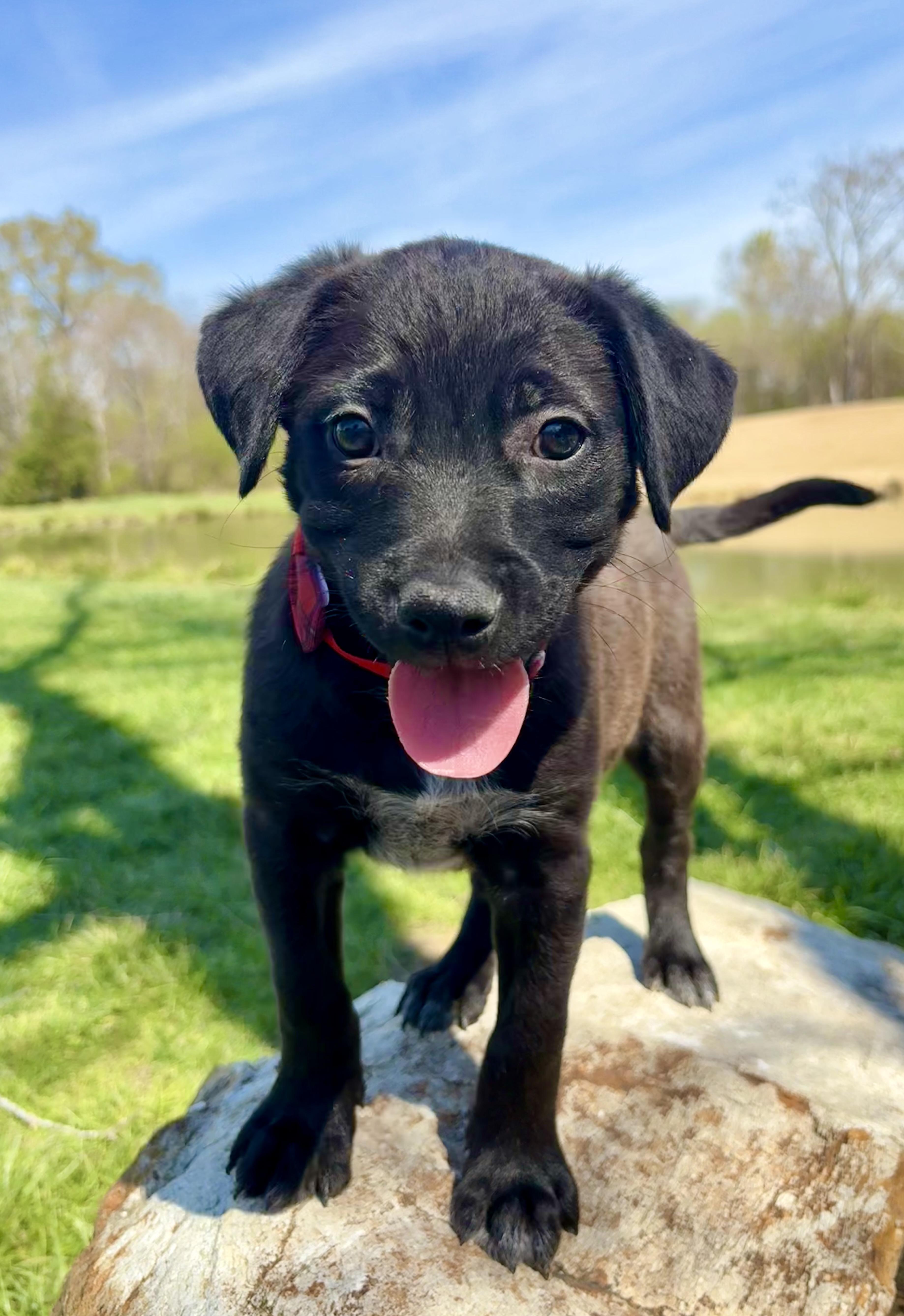 Enlarge Carter, a ADOPTABLE mixed breed in Pittsboro, NC image 1/4