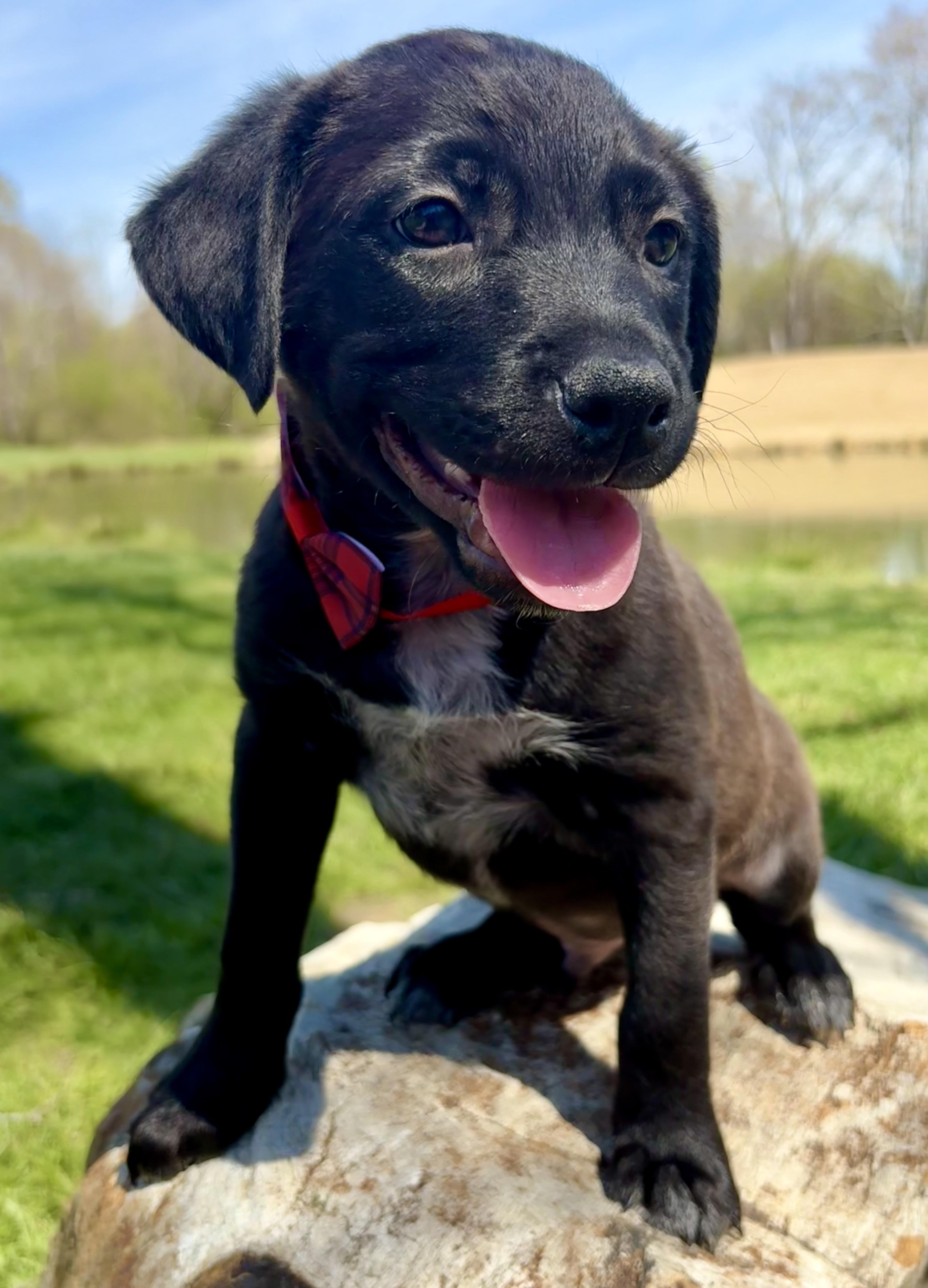 Enlarge Carter, a ADOPTABLE mixed breed in Pittsboro, NC image 2/4
