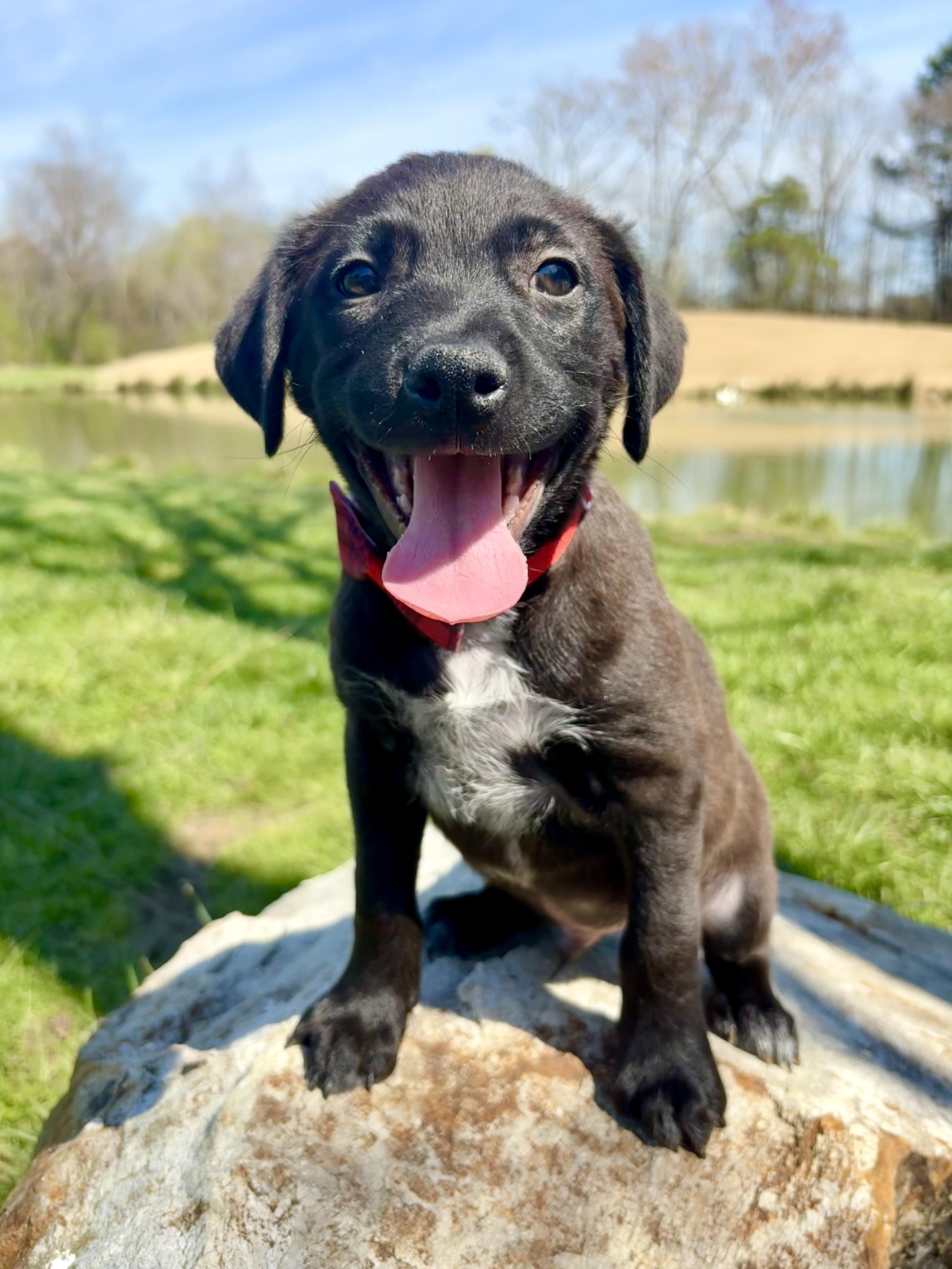 Enlarge Carter, a ADOPTABLE mixed breed in Pittsboro, NC image 3/4