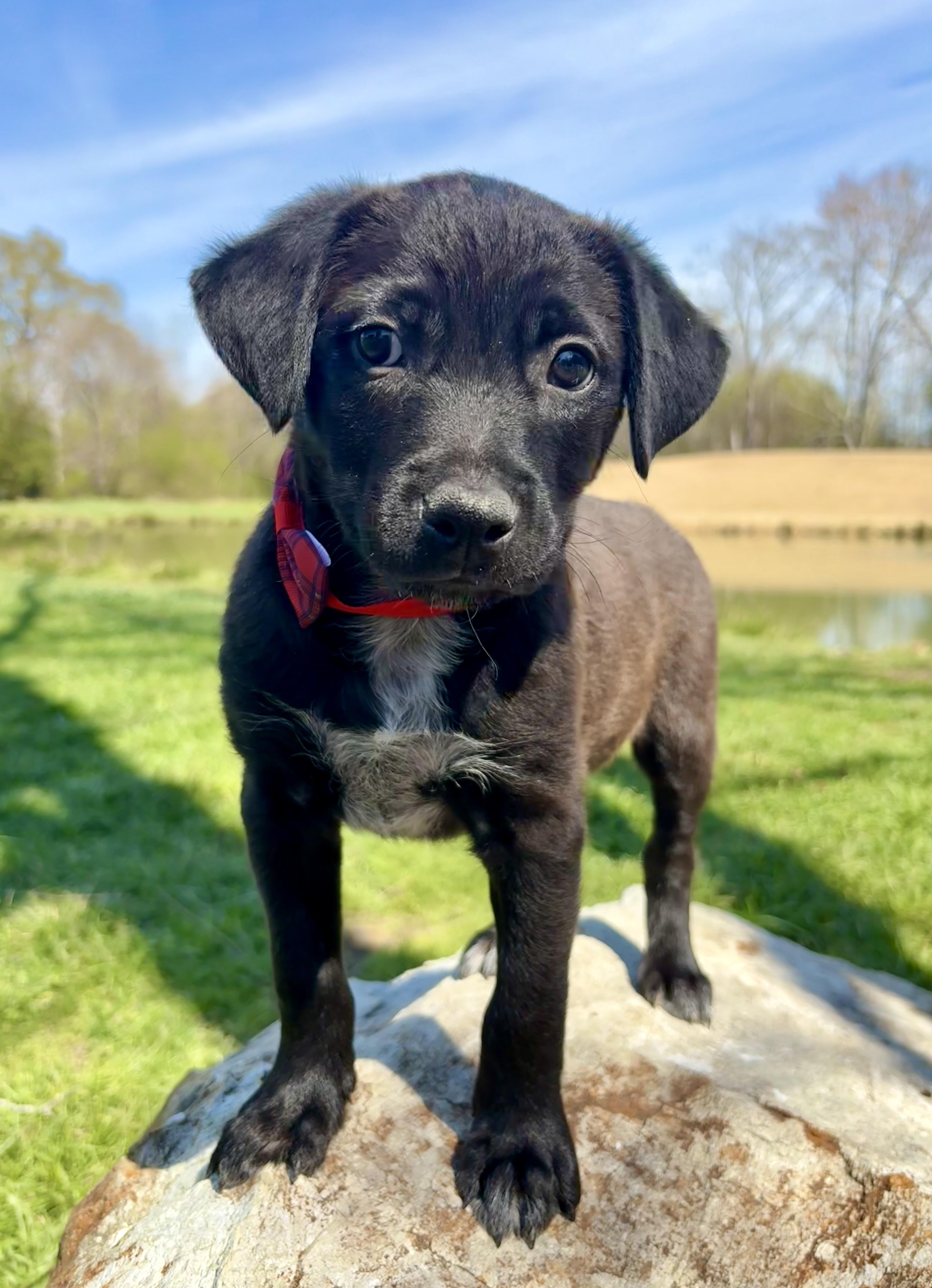 Enlarge Carter, a ADOPTABLE mixed breed in Pittsboro, NC image 4/4