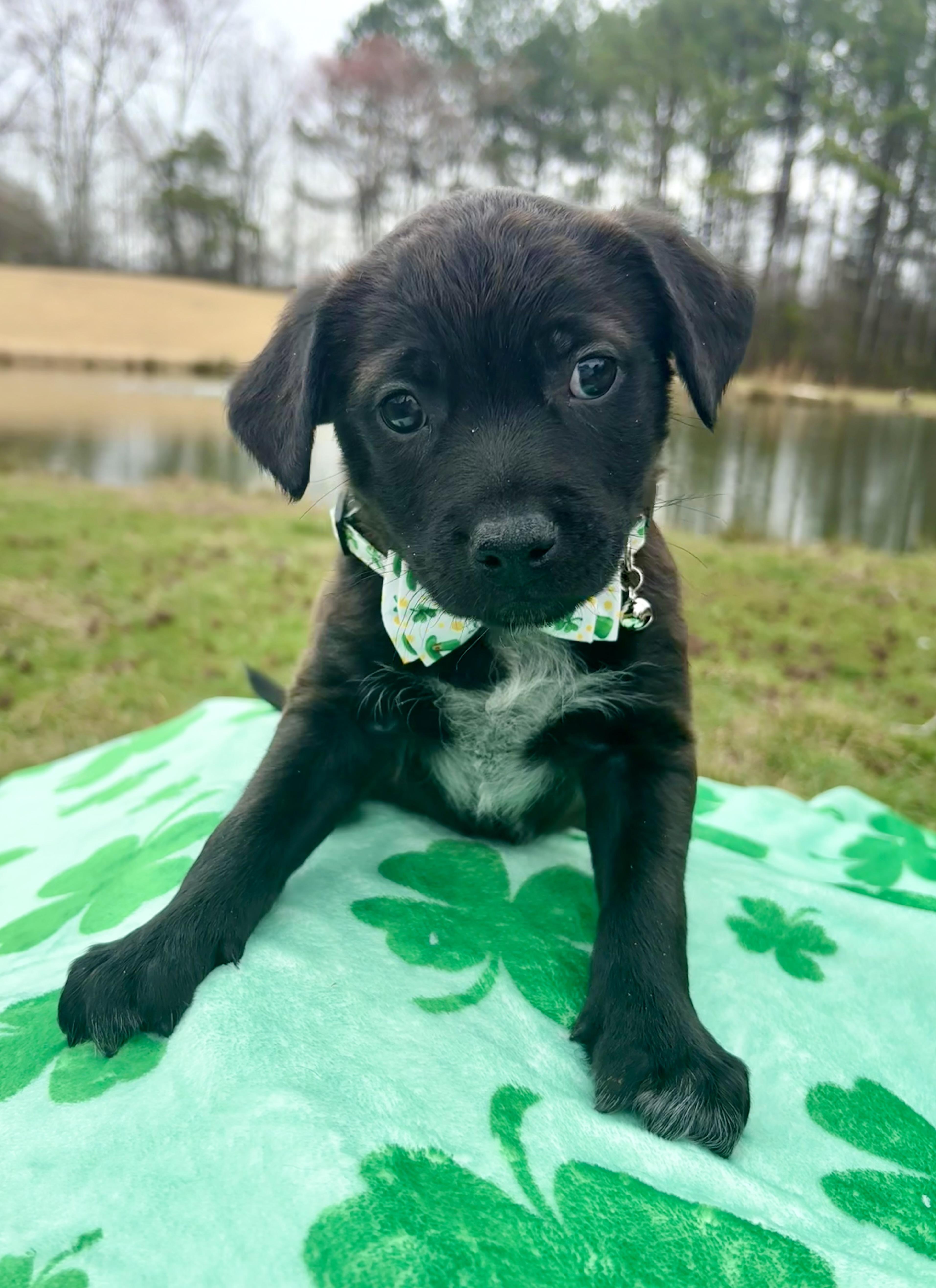 Enlarge Carter, a ADOPTABLE mixed breed in Pittsboro, NC image 3/4