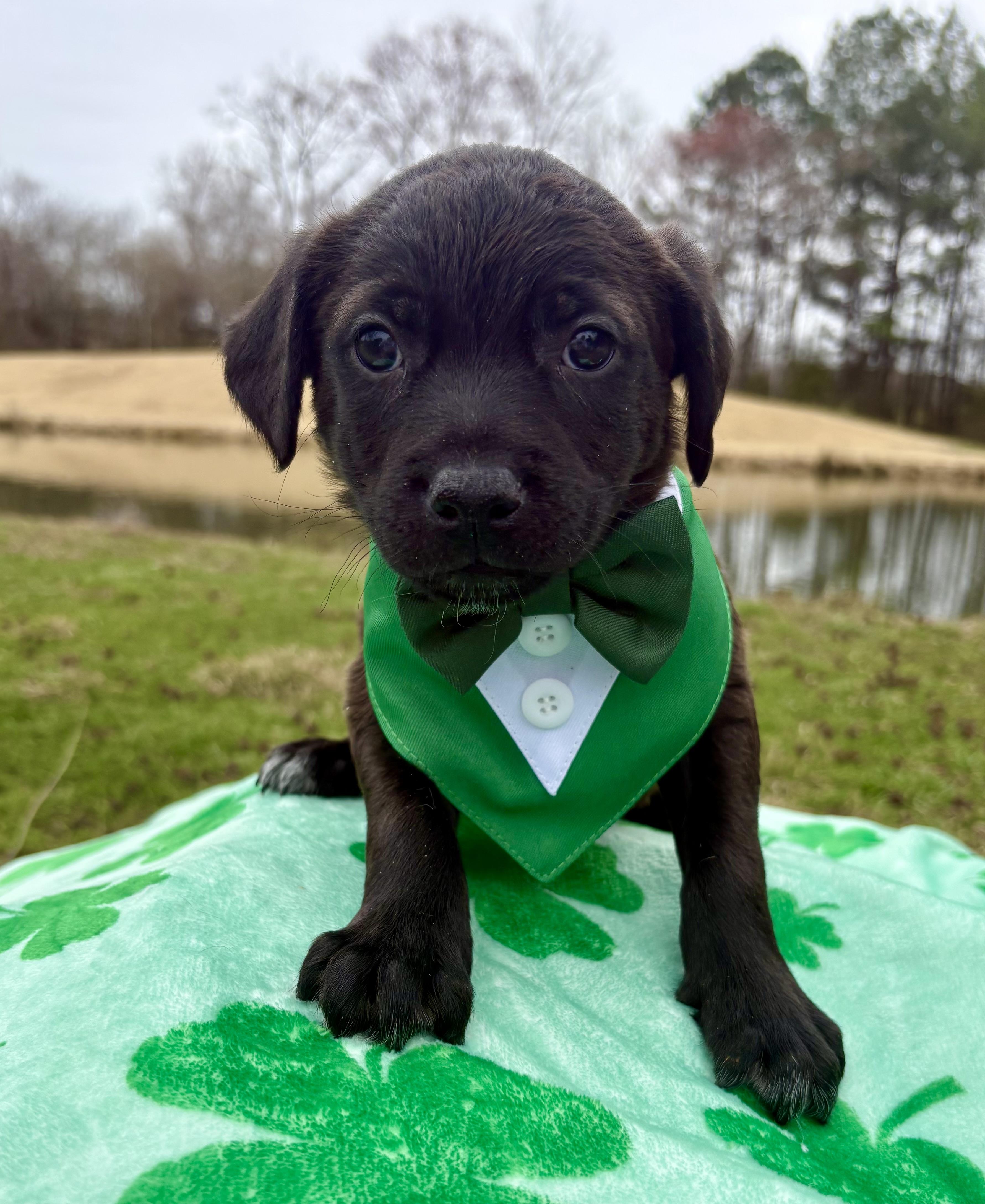 Enlarge Carter, a ADOPTABLE mixed breed in Pittsboro, NC image 2/4