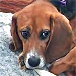 Indy, Adopted, Adult Female Beagle.