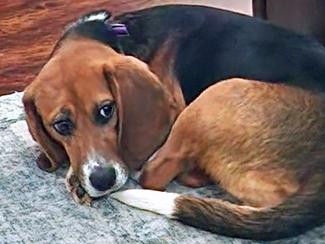 Enlarge Indy, a Adopted Beagle in New Boston, NH image 2/2