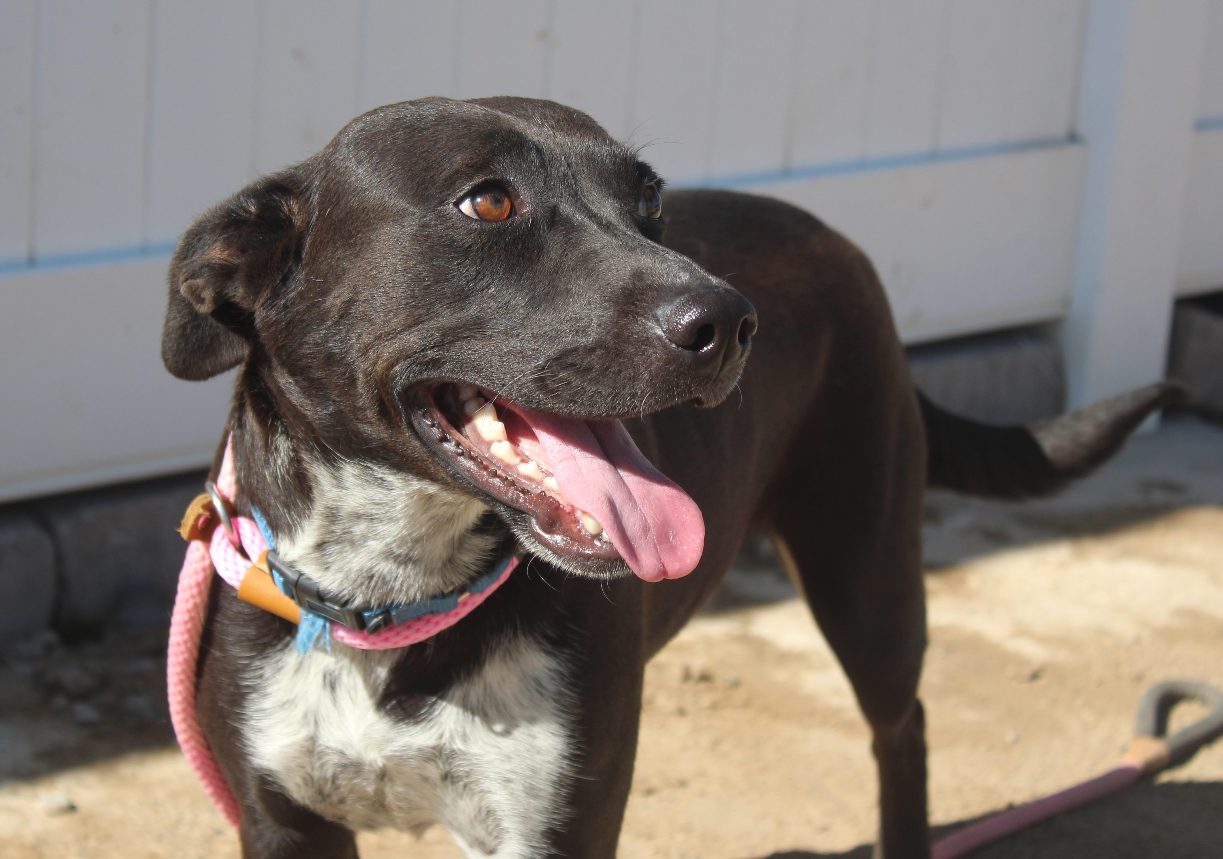 Enlarge Ruby, a Adopted mixed breed in Yucca Valley, CA image 5/5