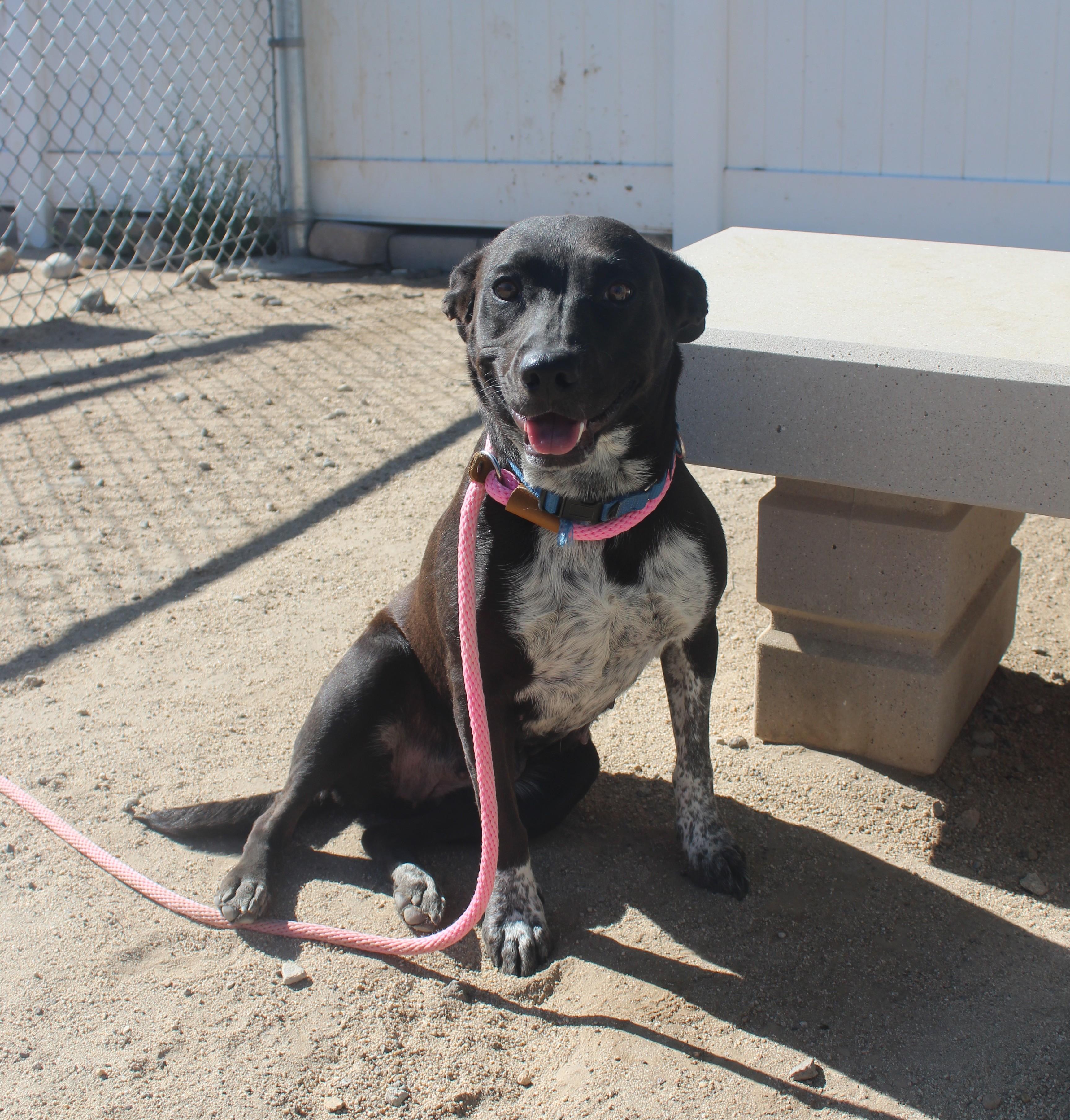 Enlarge Ruby, a Adopted mixed breed in Yucca Valley, CA image 2/5