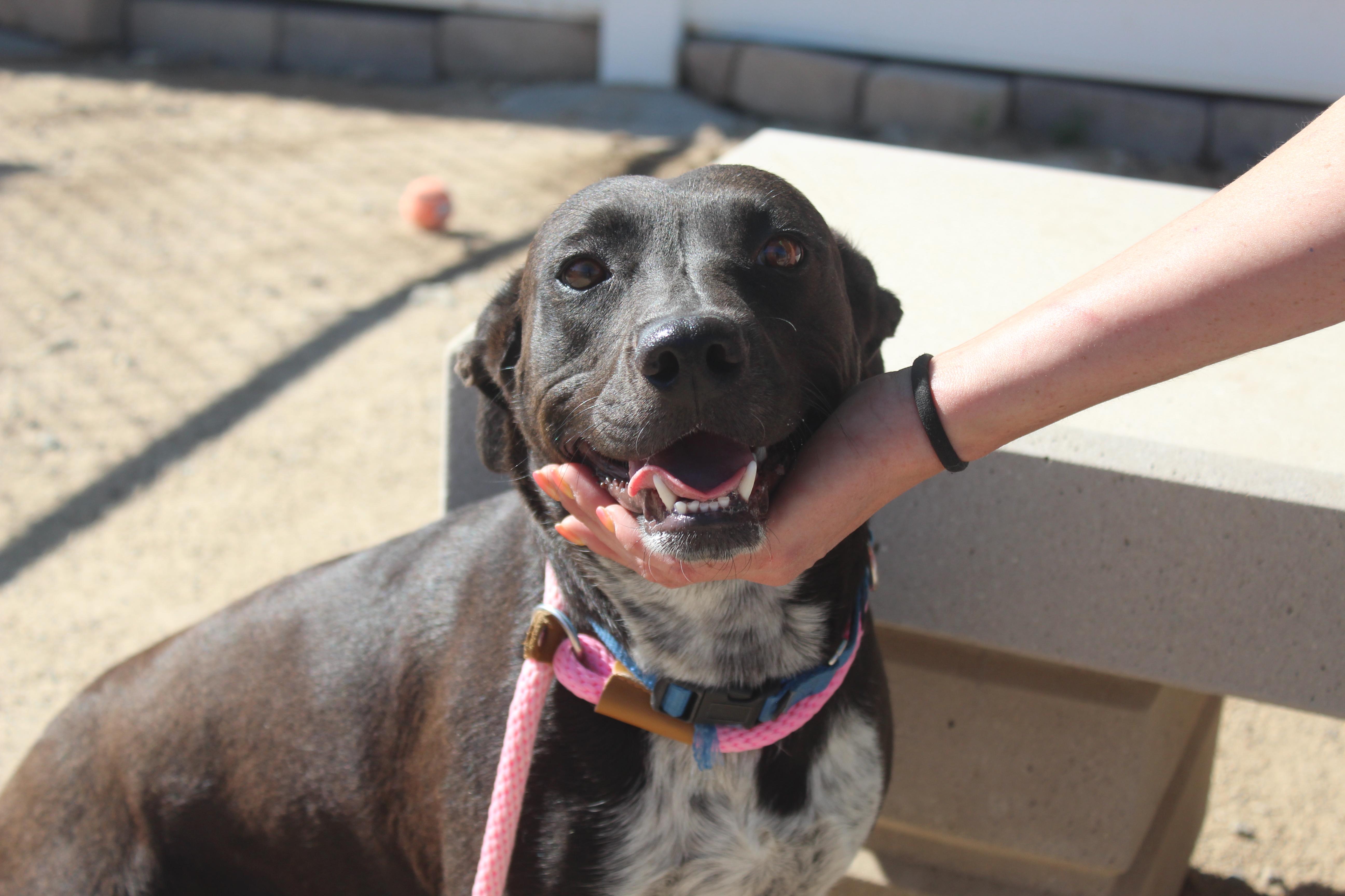 Enlarge Ruby, a Adopted mixed breed in Yucca Valley, CA image 4/5