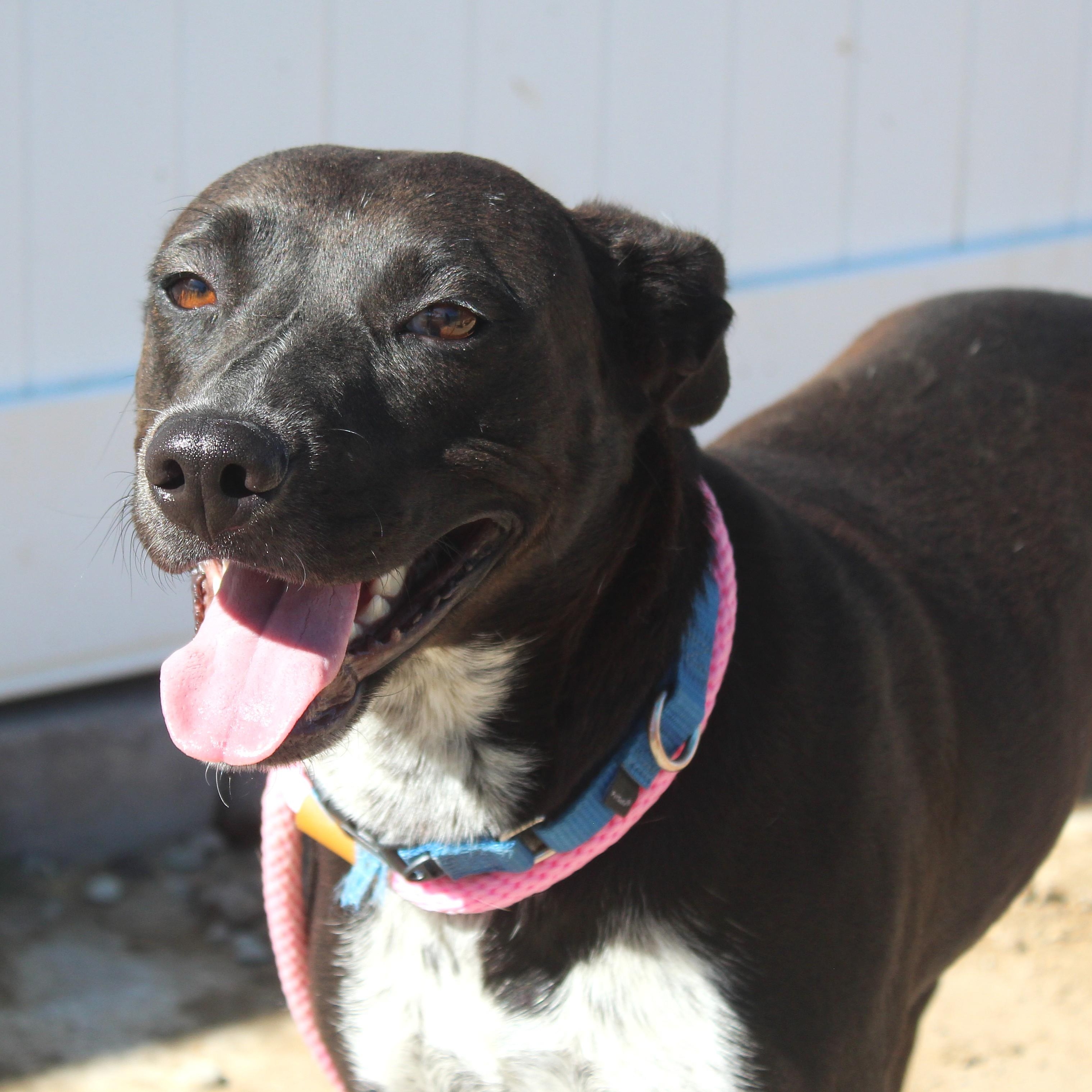 Ruby, Adopted, Adult Female Pit Bull Terrier & Catahoula Leopard Dog.