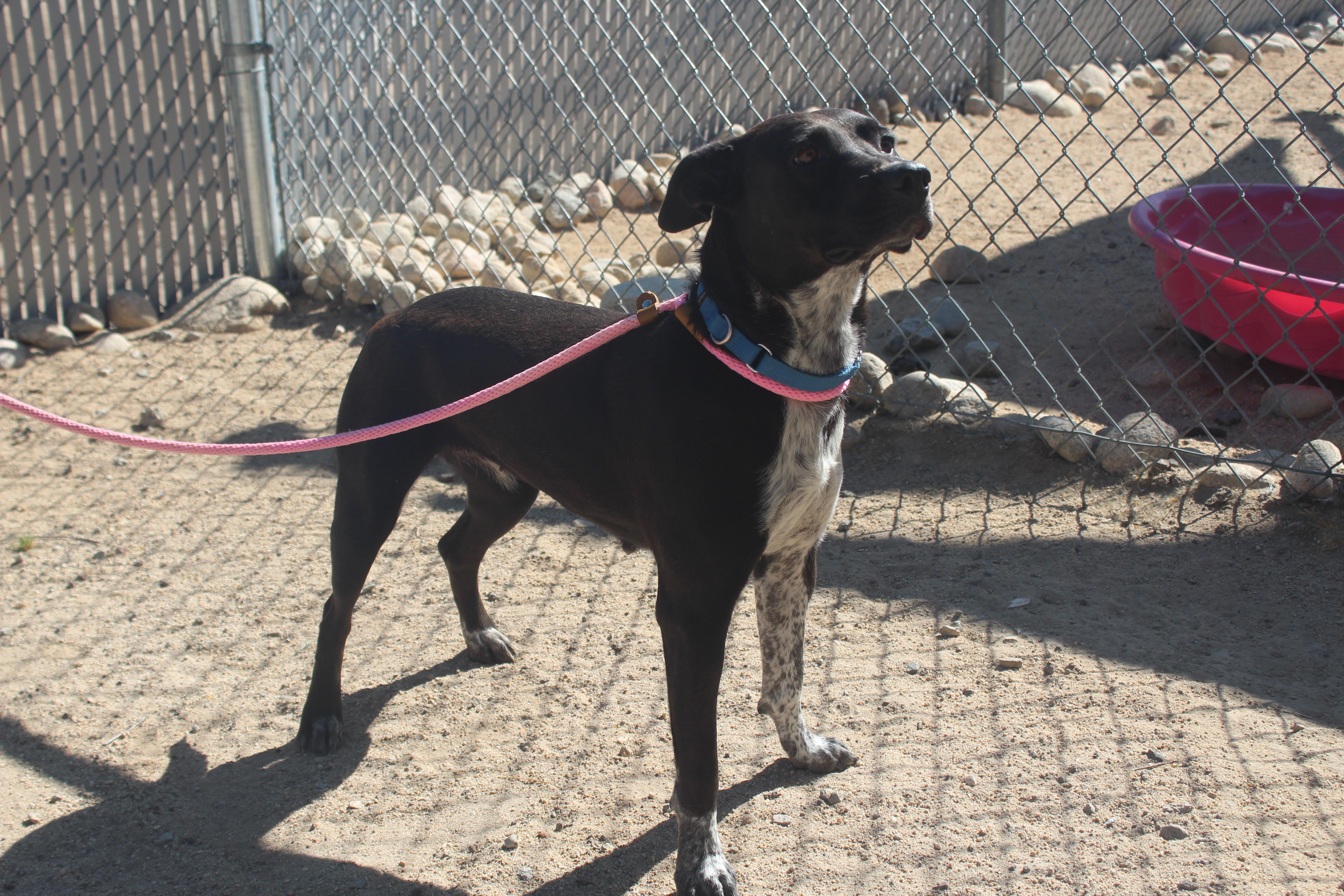 Enlarge Ruby, a Adopted mixed breed in Yucca Valley, CA image 3/5