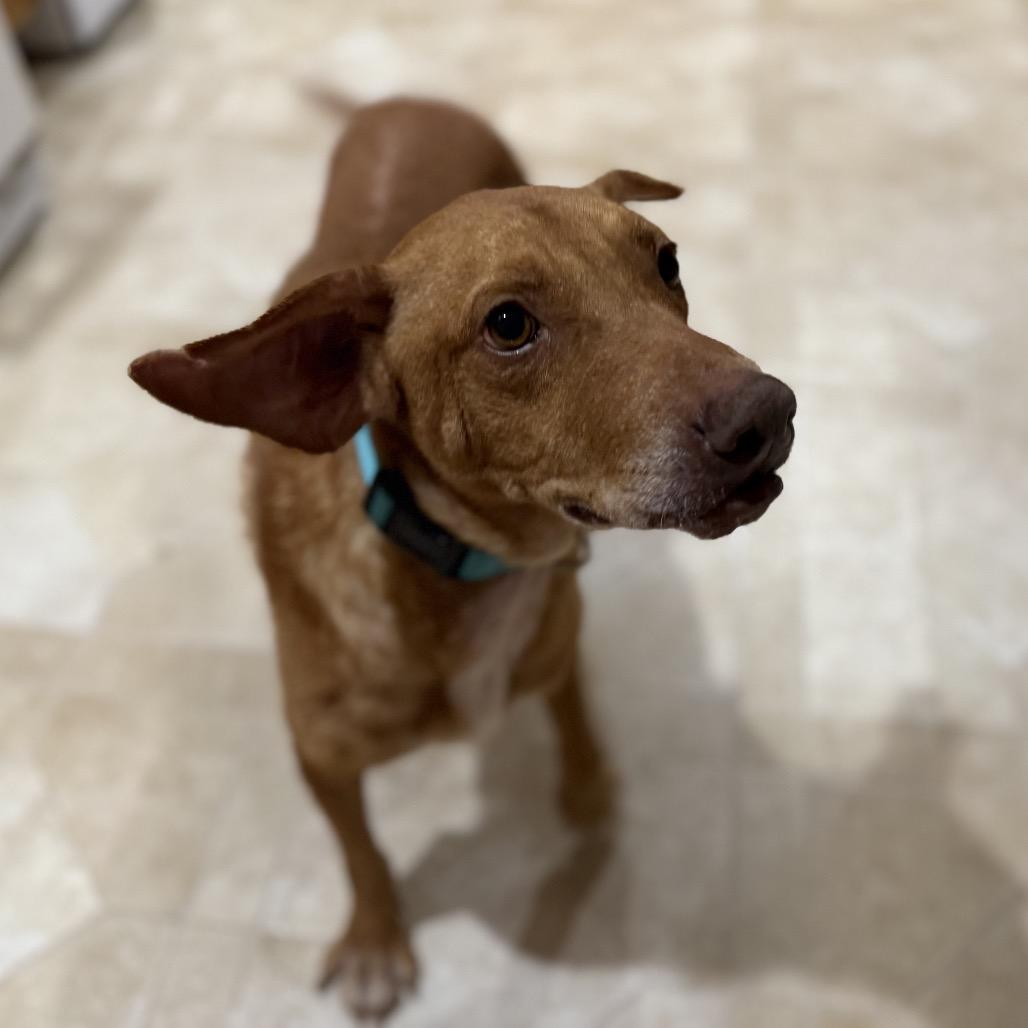 Enlarge Luke, a Adoptable mixed breed in Avon, OH image 1/4