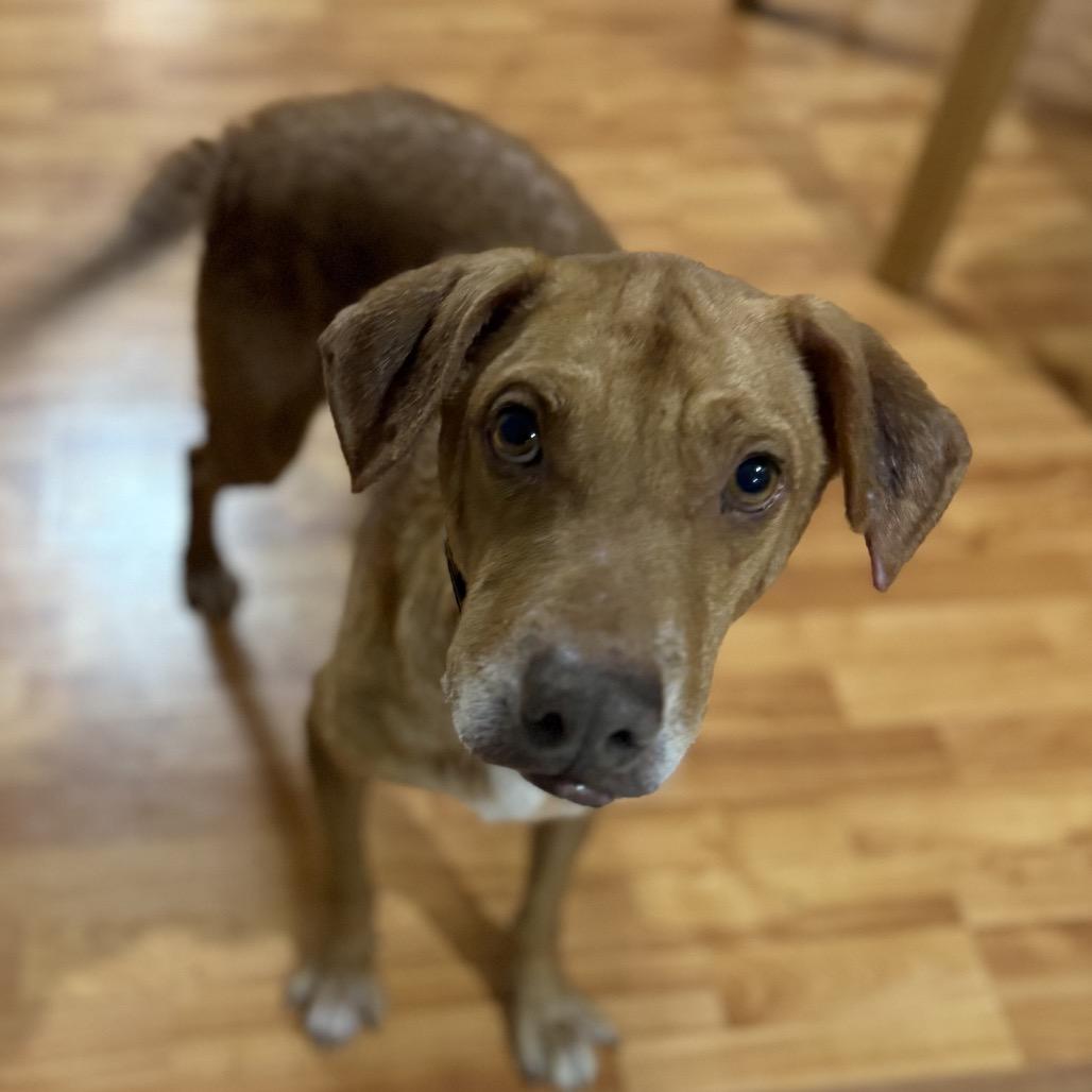 Enlarge Luke, a Adoptable mixed breed in Avon, OH image 2/4