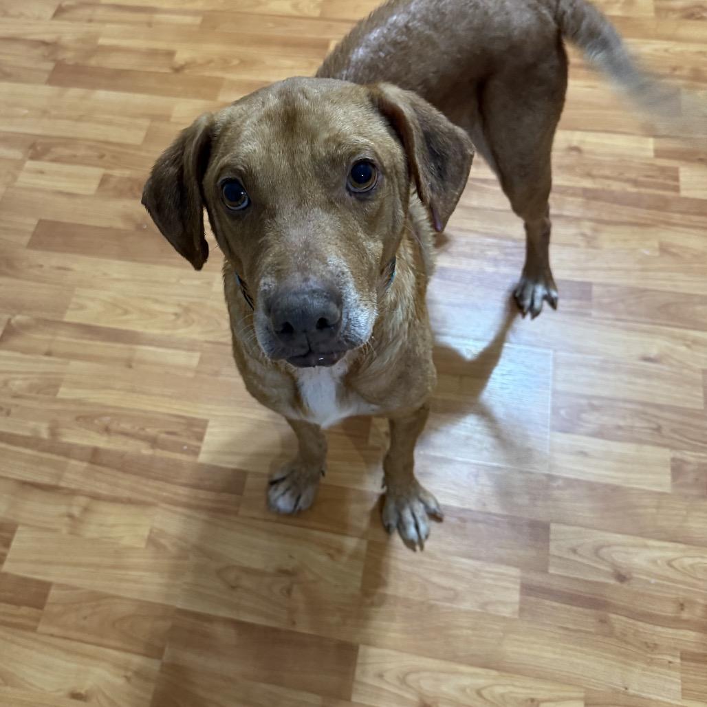 Enlarge Luke, a Adoptable mixed breed in Avon, OH image 3/4