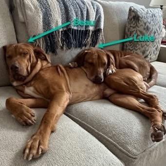 Luke, Adoptable, Senior Male Coonhound & Mixed Breed.