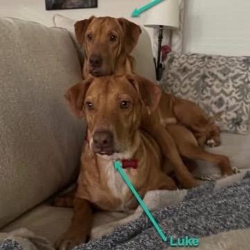 Luke, a Adoptable mixed breed in Avon, OH image 5/6