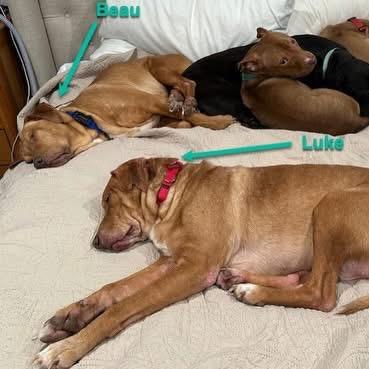 Enlarge Luke, a Adoptable mixed breed in Avon, OH image 3/6