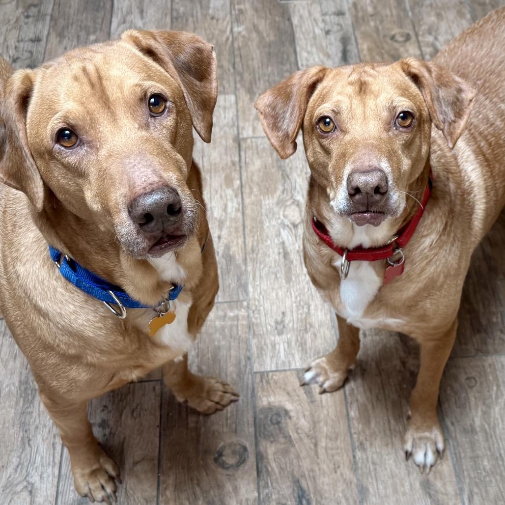 Enlarge Luke, a Adoptable mixed breed in Avon, OH image 4/6