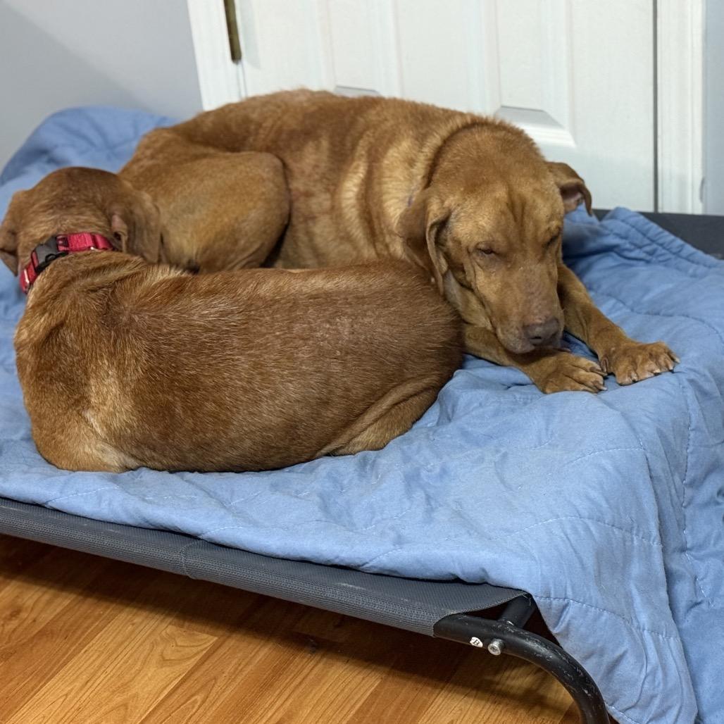 Enlarge Luke, a Adoptable mixed breed in Avon, OH image 4/4