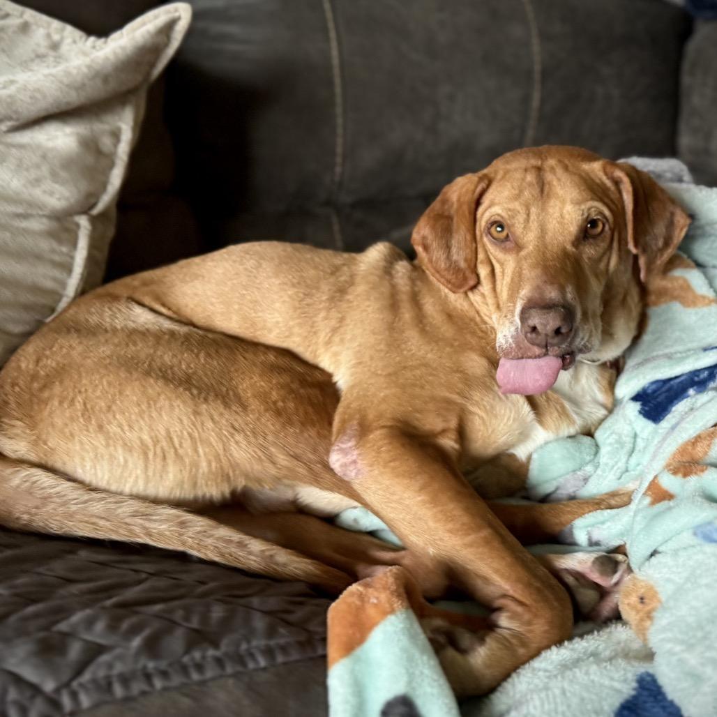 Enlarge Luke, a Adoptable mixed breed in Avon, OH image 6/6