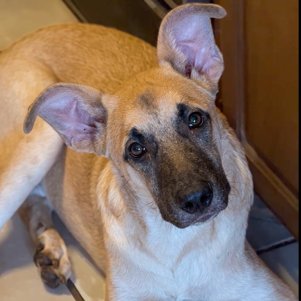 Enlarge Hashbrown, a Adoptable mixed breed in Chalfont, PA image 3/5