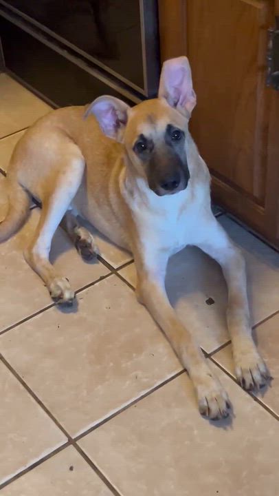 Enlarge Hashbrown, a Adoptable mixed breed in Chalfont, PA video 5/5