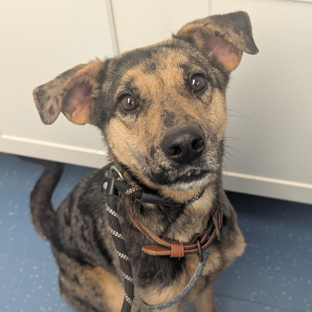 Lily, Adoptable, Young Female Catahoula Leopard Dog & Shepherd.