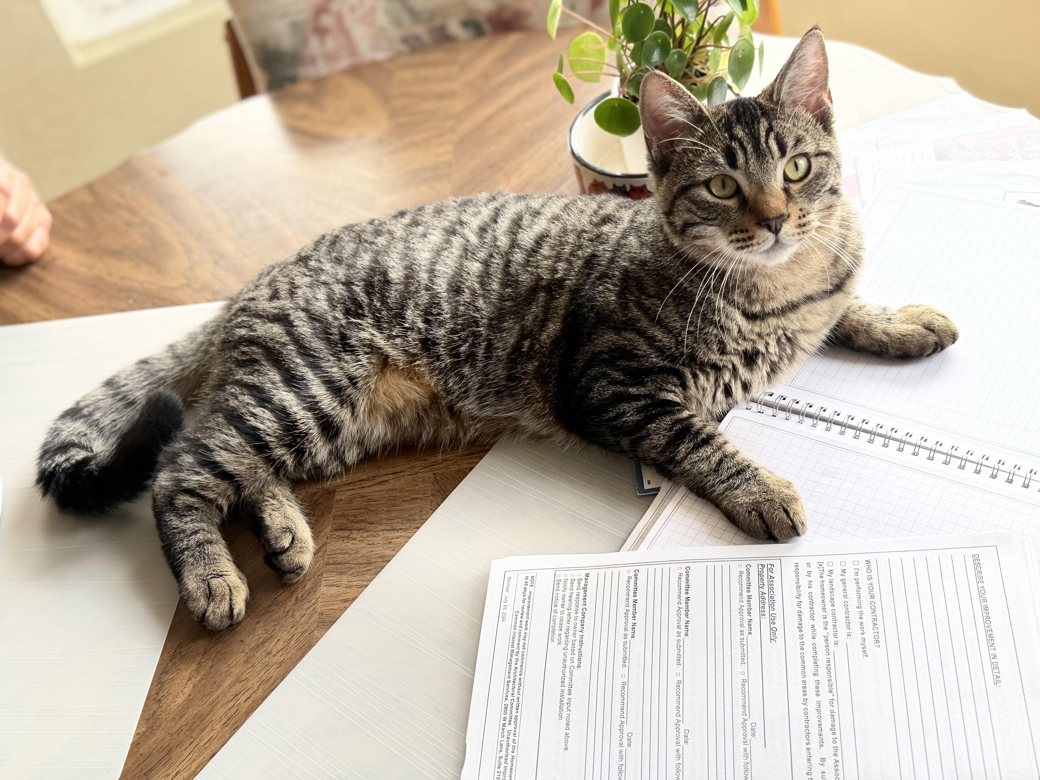 Enlarge Milo, an adopted mixed breed in San Rafael, CA image 1/6