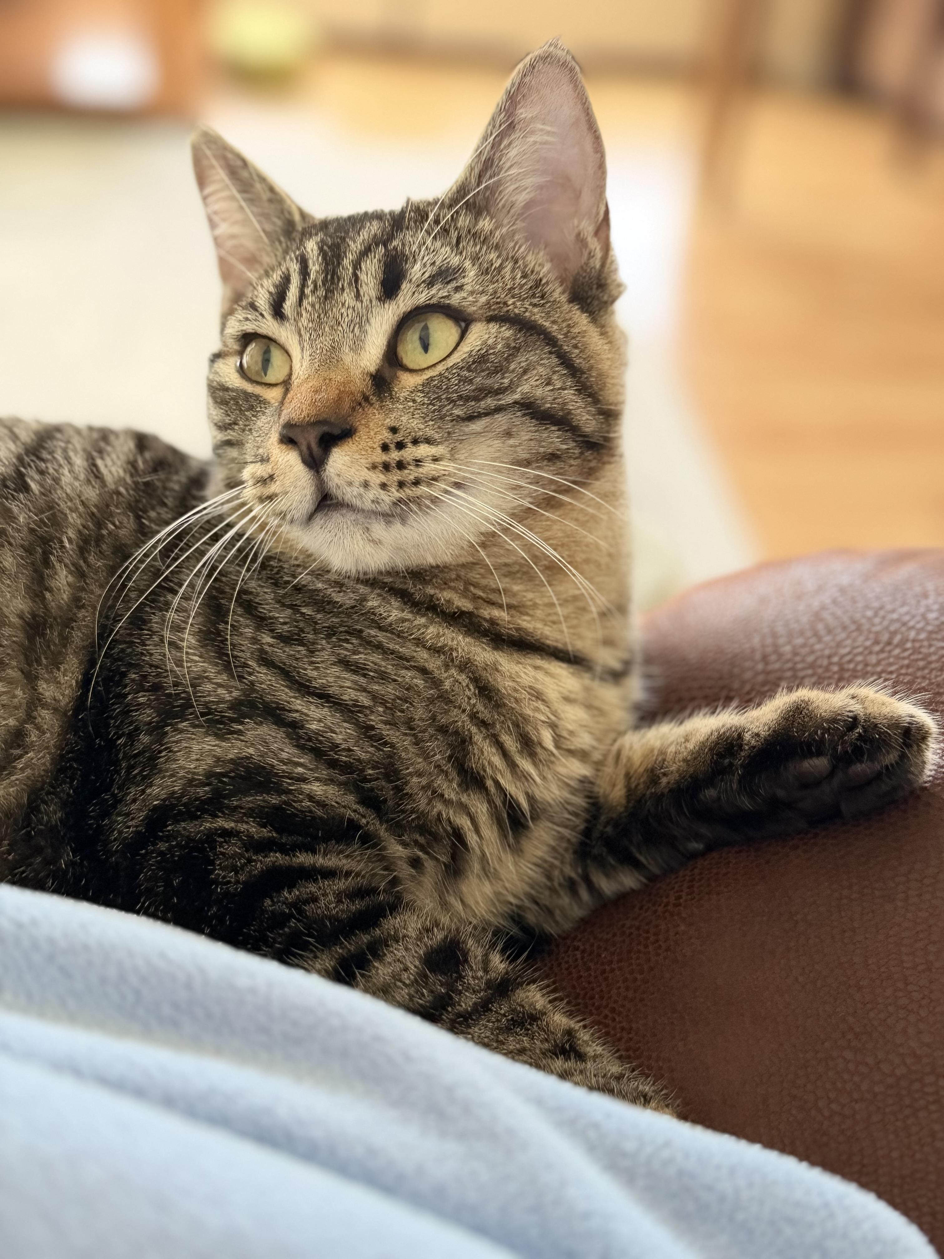 Enlarge Milo, an adopted mixed breed in San Rafael, CA image 2/6