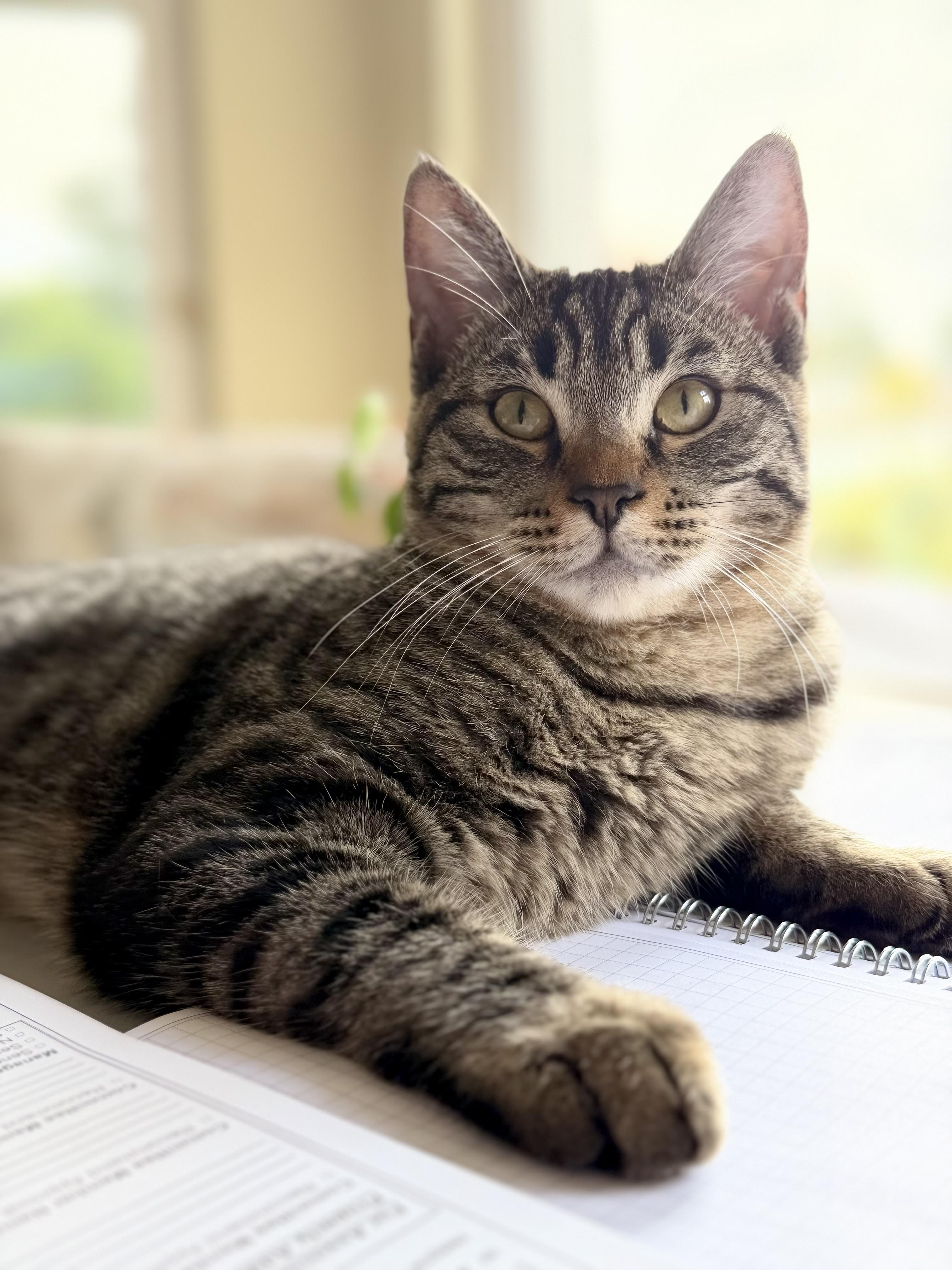 Enlarge Milo, an adopted mixed breed in San Rafael, CA image 3/6