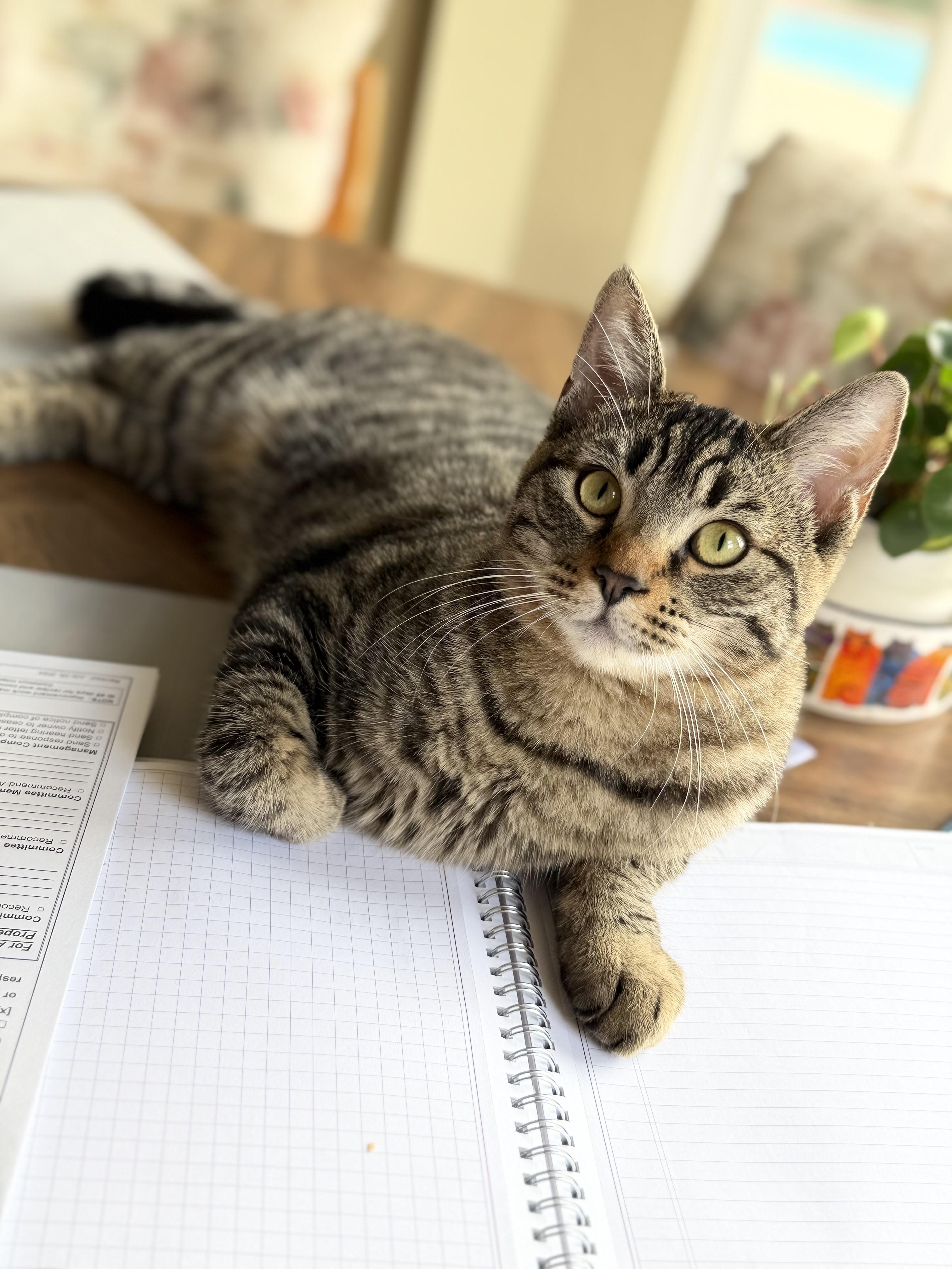 Enlarge Milo, an adopted mixed breed in San Rafael, CA image 5/6