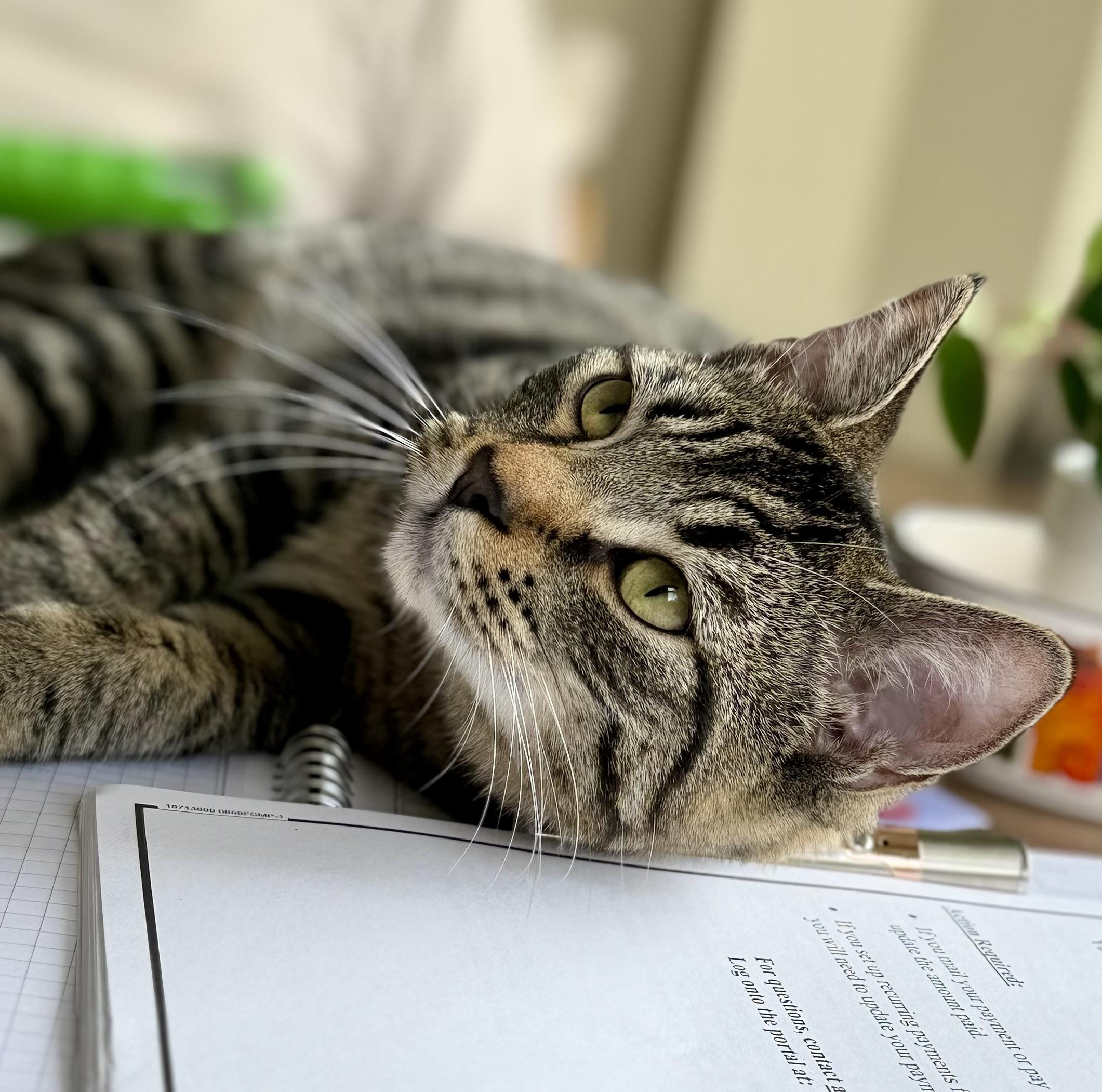 Milo, adopted, Young Male American Shorthair & Maine Coon.