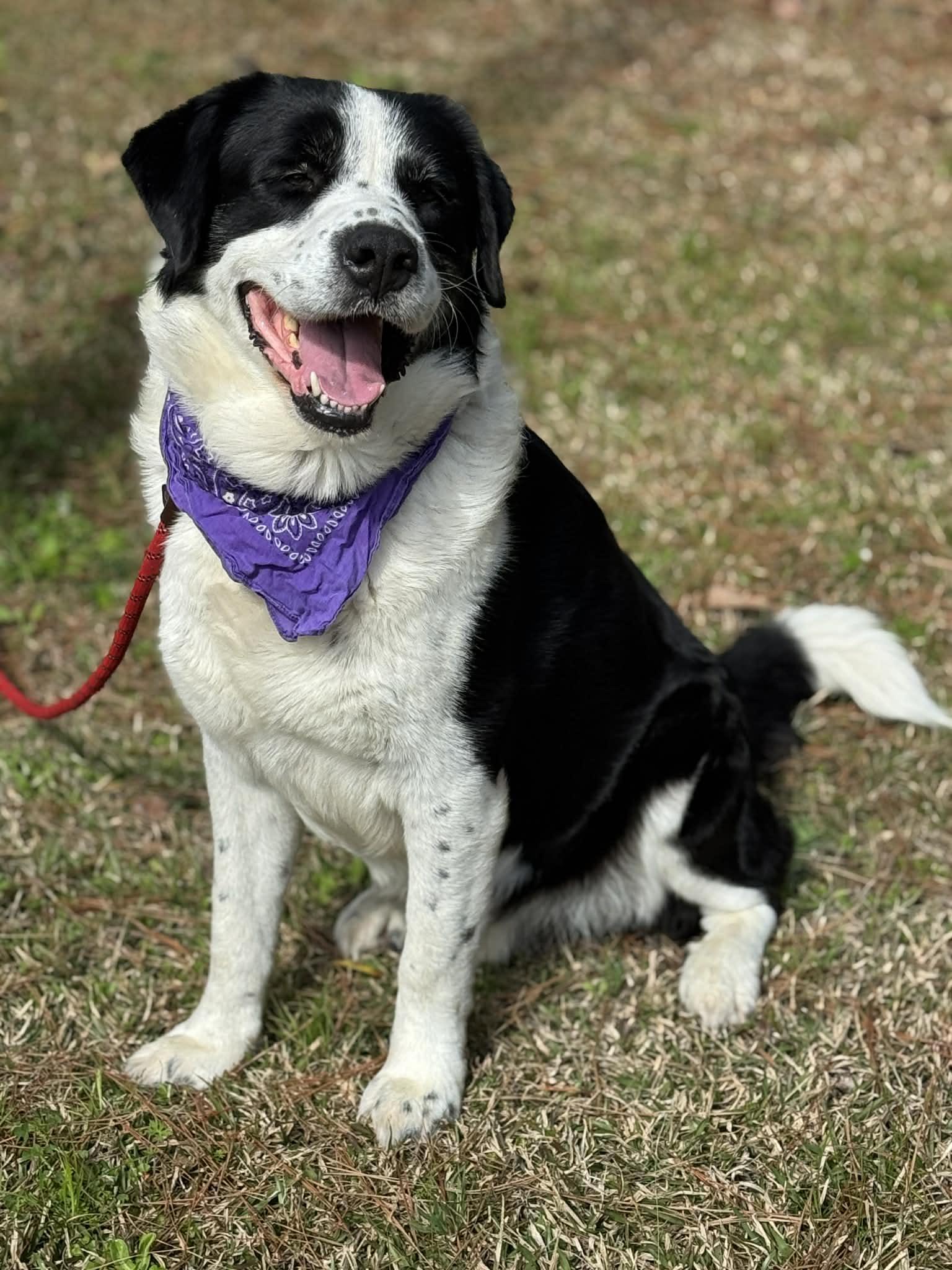 Enlarge Bernard , a ADOPTABLE Mixed Breed in Sumter, SC image 3/4