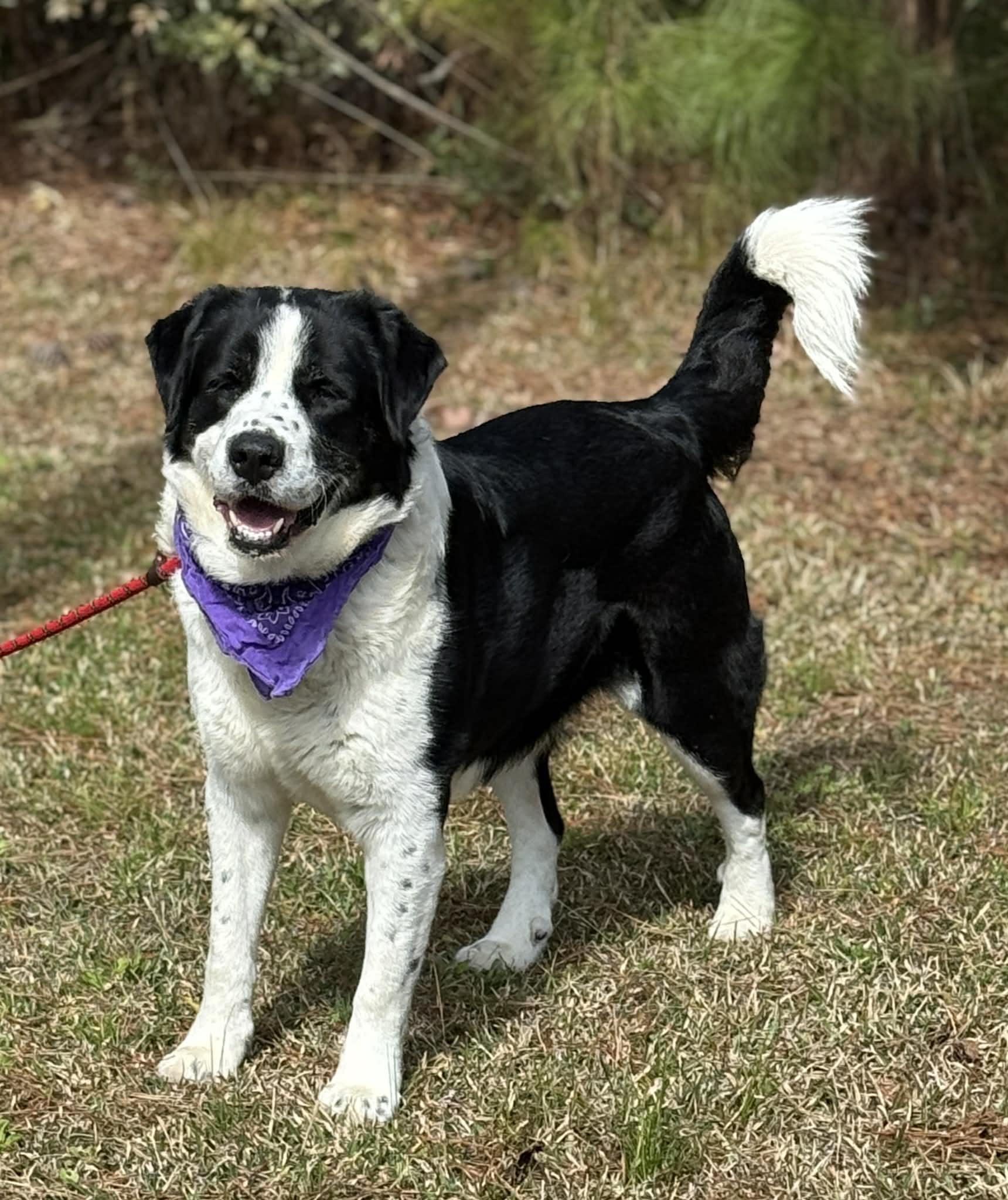 Enlarge Bernard , a ADOPTABLE Mixed Breed in Sumter, SC image 1/4
