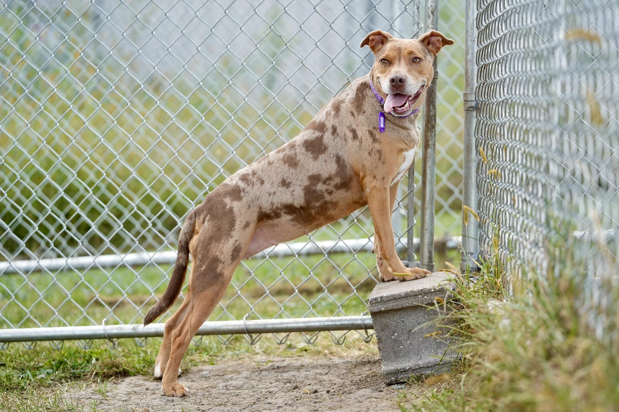 Asia, Adoptable, Adult Female Mixed Breed.