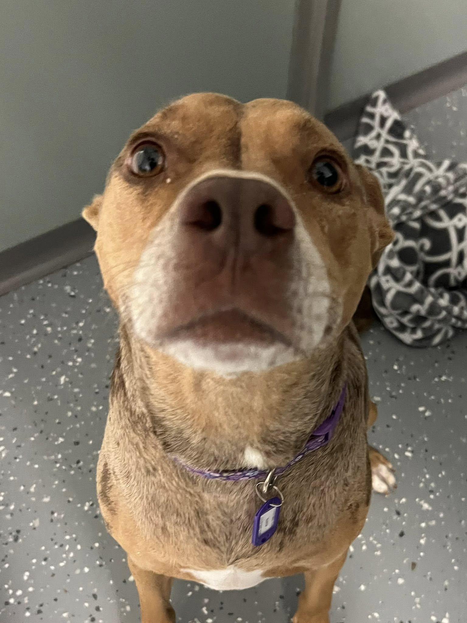 Enlarge Asia, a Adoptable Mixed Breed in Davenport, IA image 2/6