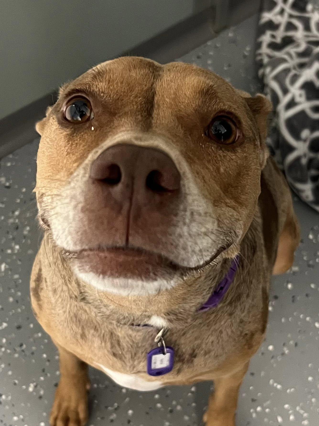 Enlarge Asia, a Adoptable Mixed Breed in Davenport, IA image 3/6